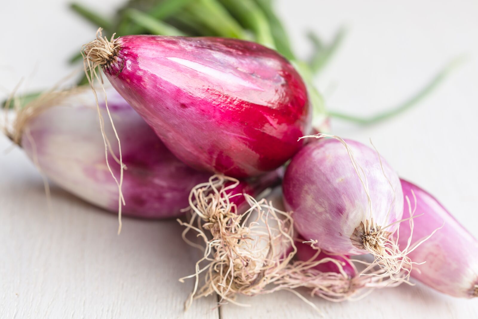 Canon EF 100mm F2.8 Macro USM sample photo. Onion, tropea, raw photography