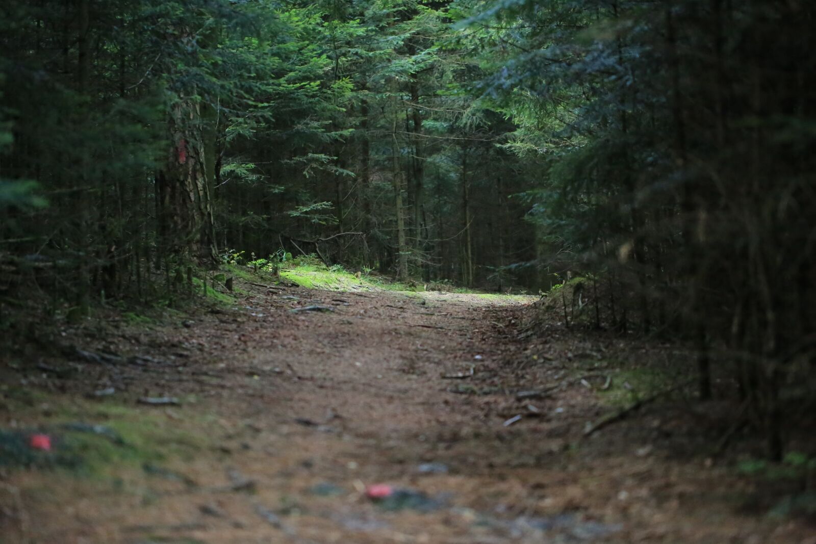 Canon EOS 5D Mark III sample photo. Away, forest, nature photography