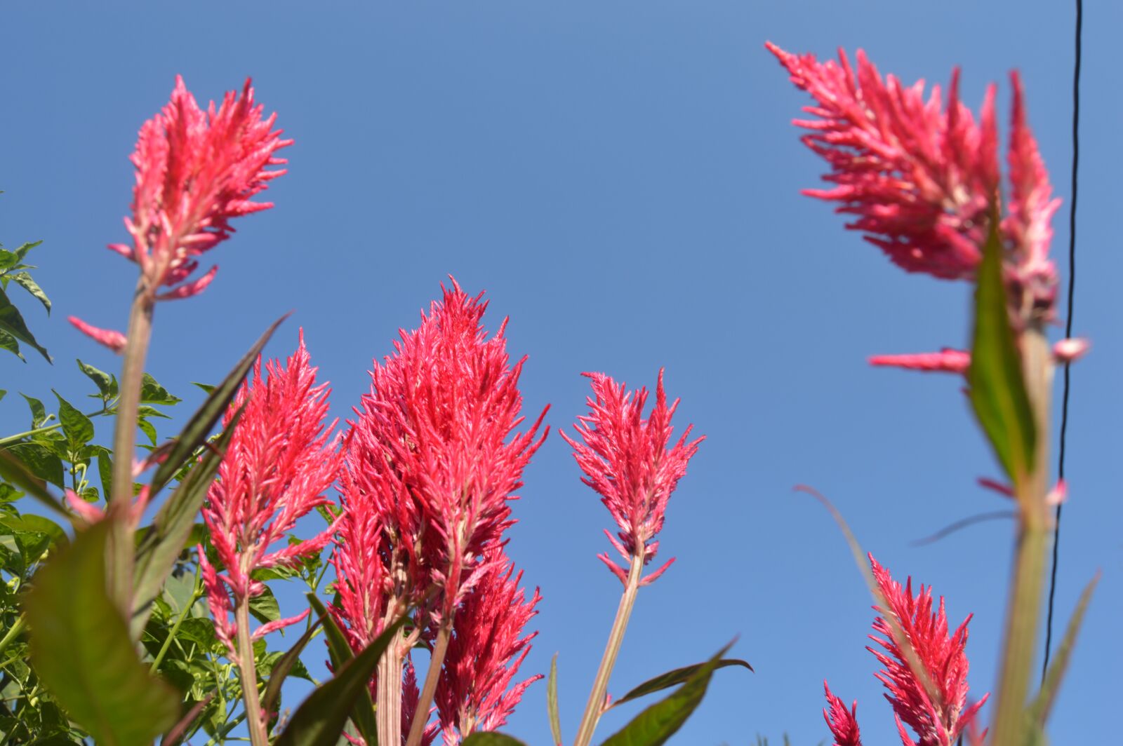 Nikon D3200 sample photo. Flowers, pink, spring photography