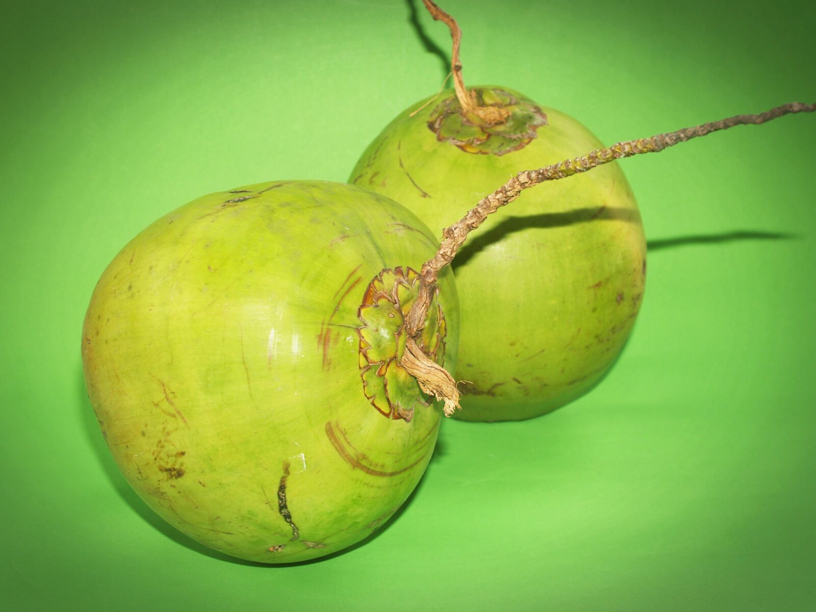 Olympus E-300 (EVOLT E-300) sample photo. Coconut, green, white photography