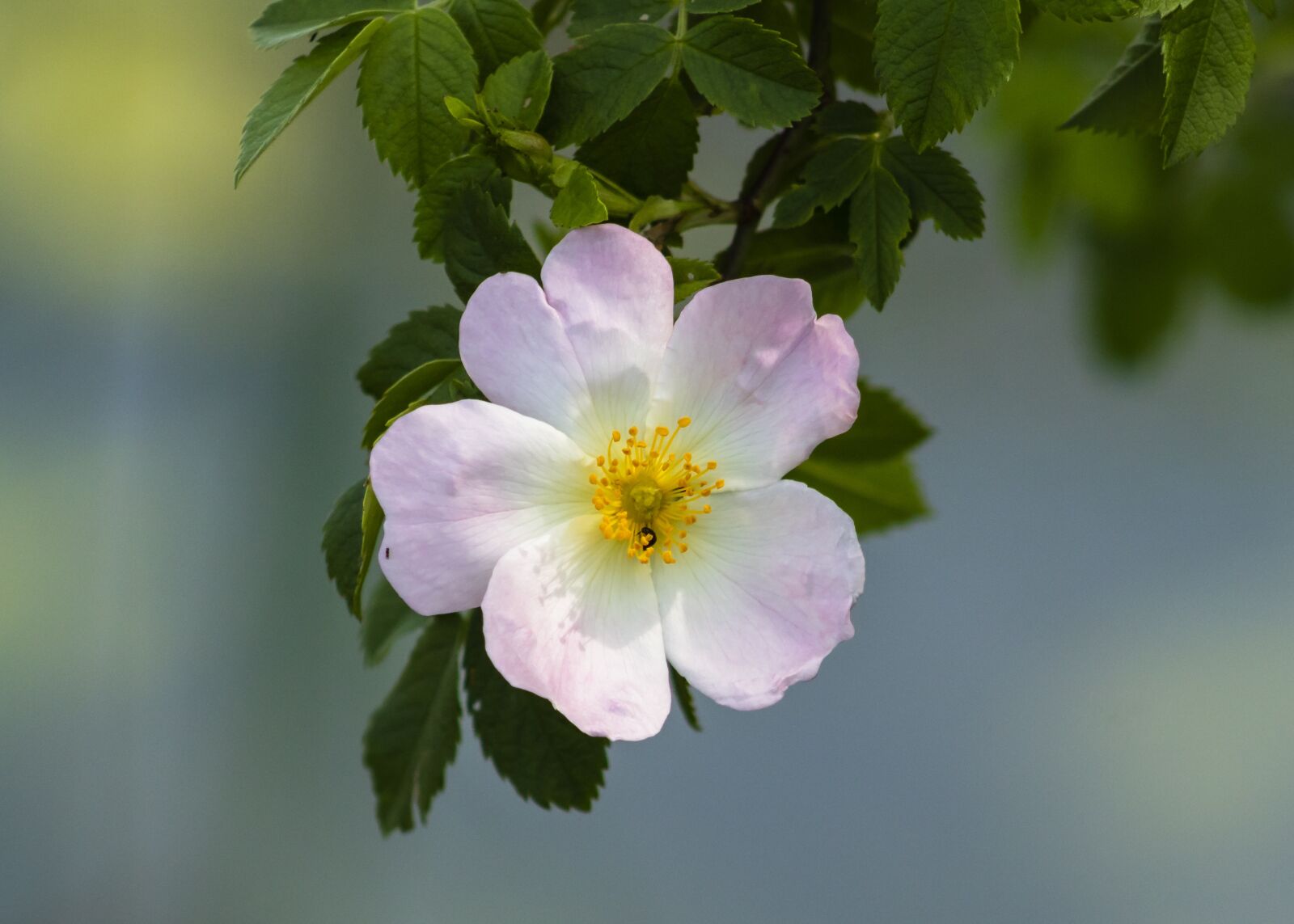 Canon EF75-300mm f/4-5.6 sample photo. Wildflower, brian, rose photography