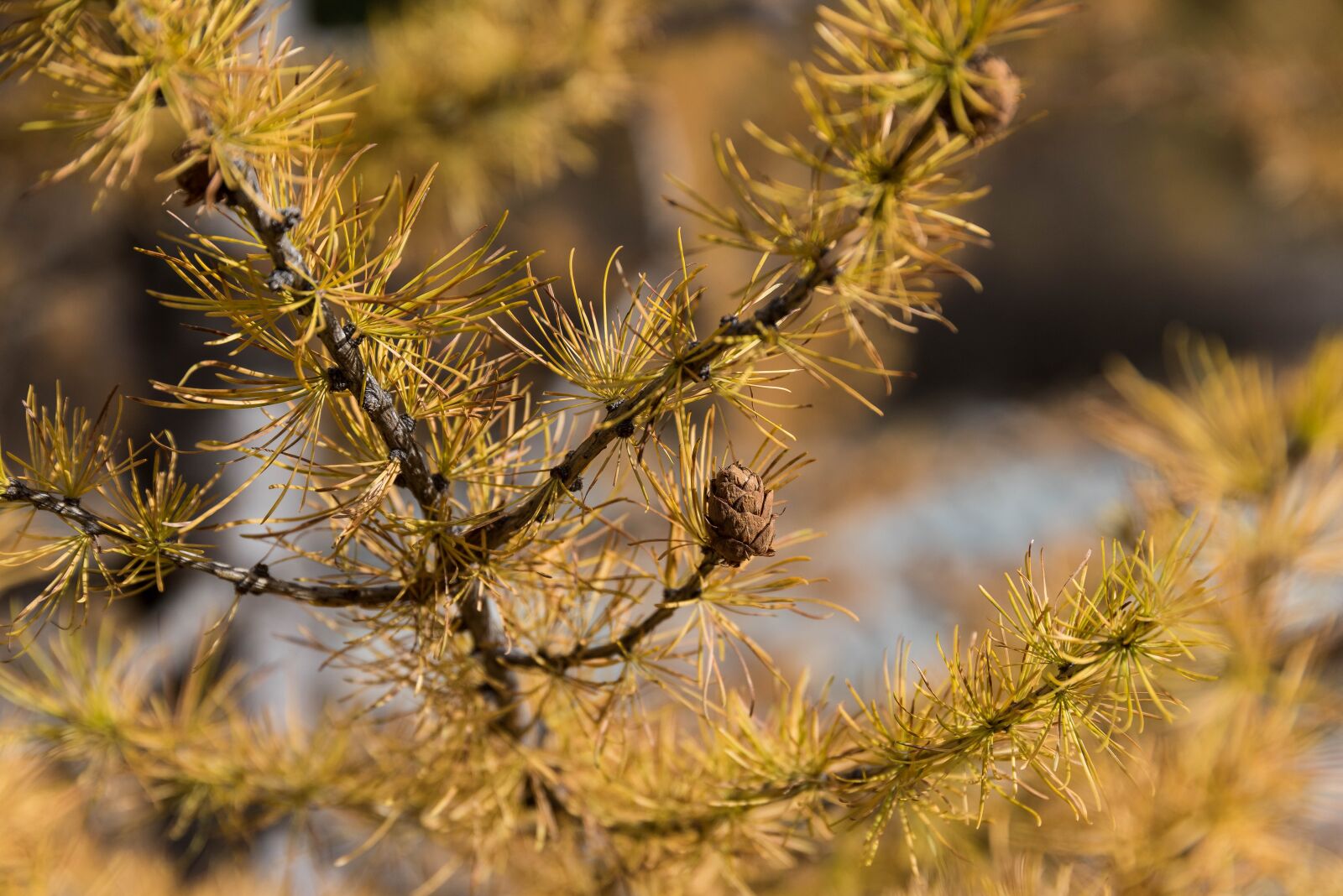 Nikon D810 sample photo. Autumn, larch, larch discoloration photography