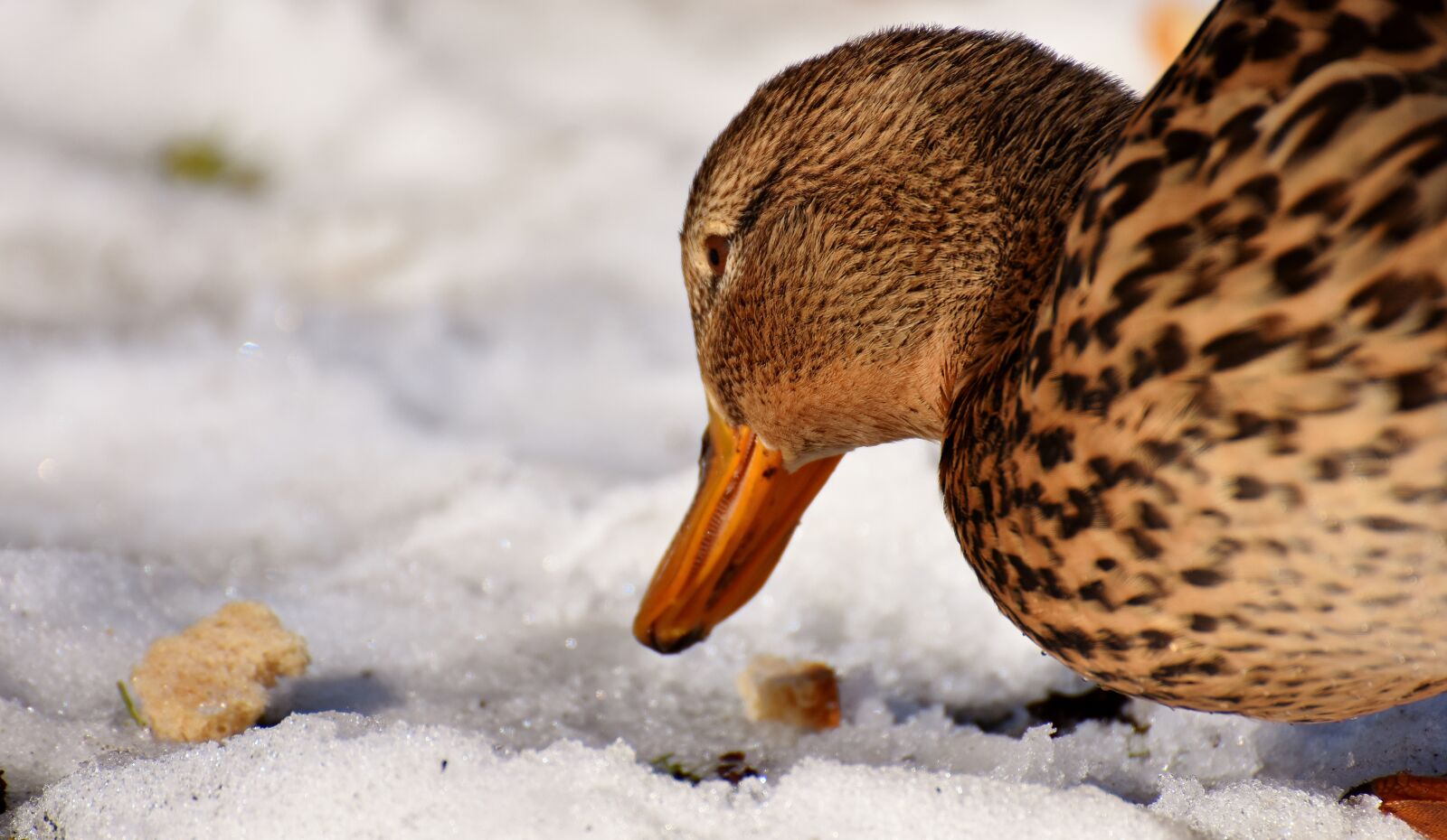 Nikon D7200 sample photo. Duck, mallard, eat photography