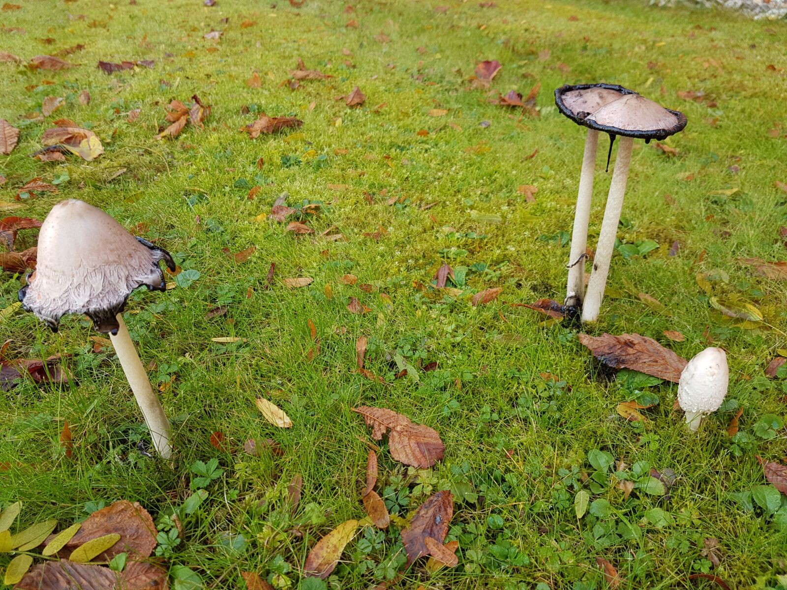 Samsung Galaxy S7 sample photo. Mushrooms, schopf comatus, ink photography