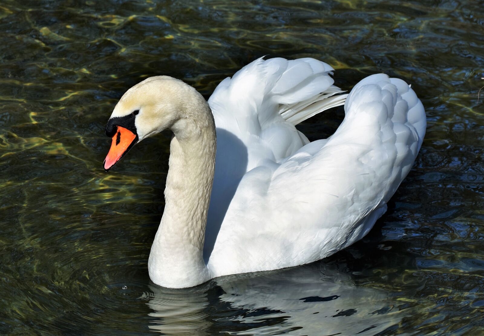 Nikon D7200 sample photo. Swan, water bird, schwimmvogel photography