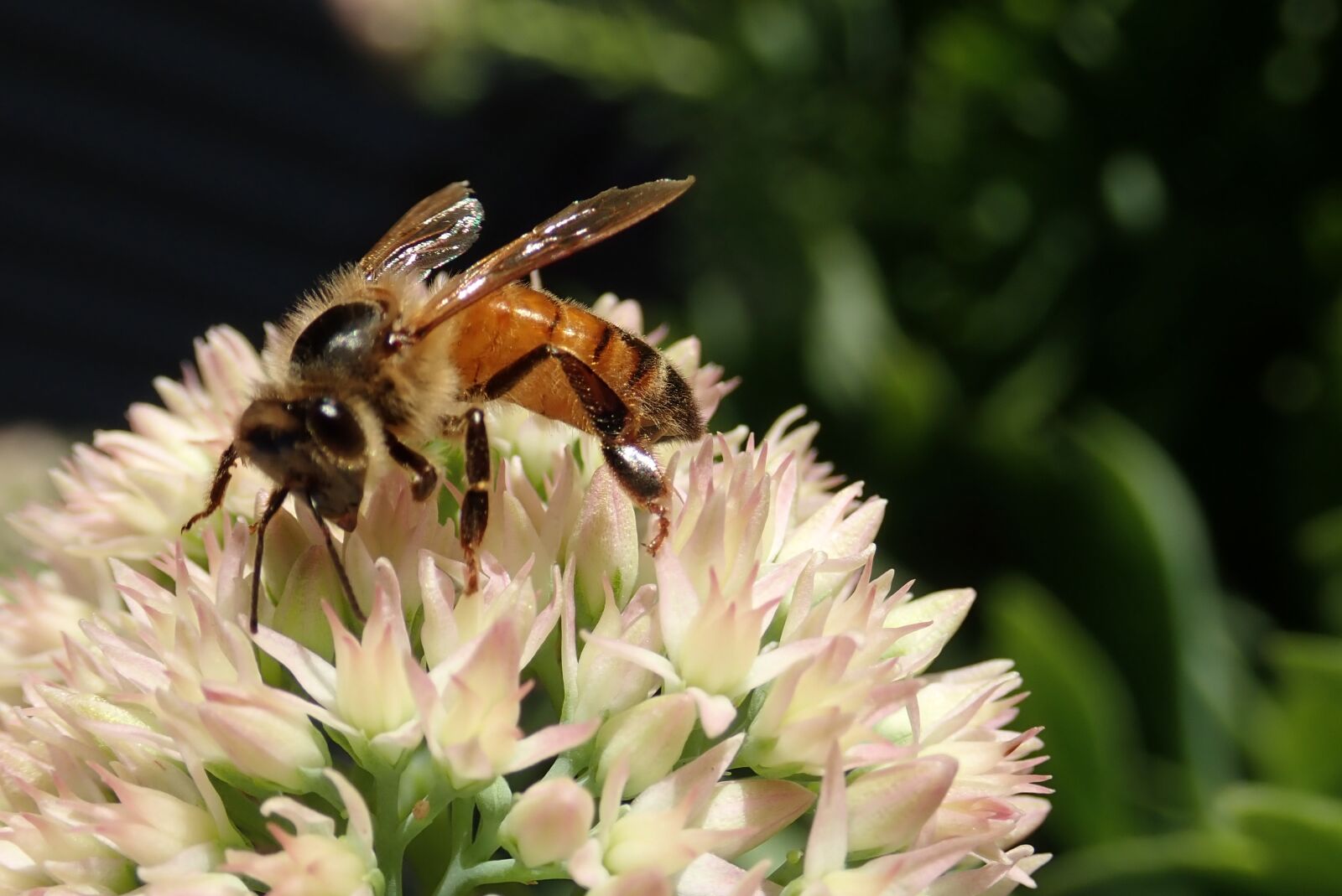 Olympus TG-5 sample photo. Bee, insect, flower photography