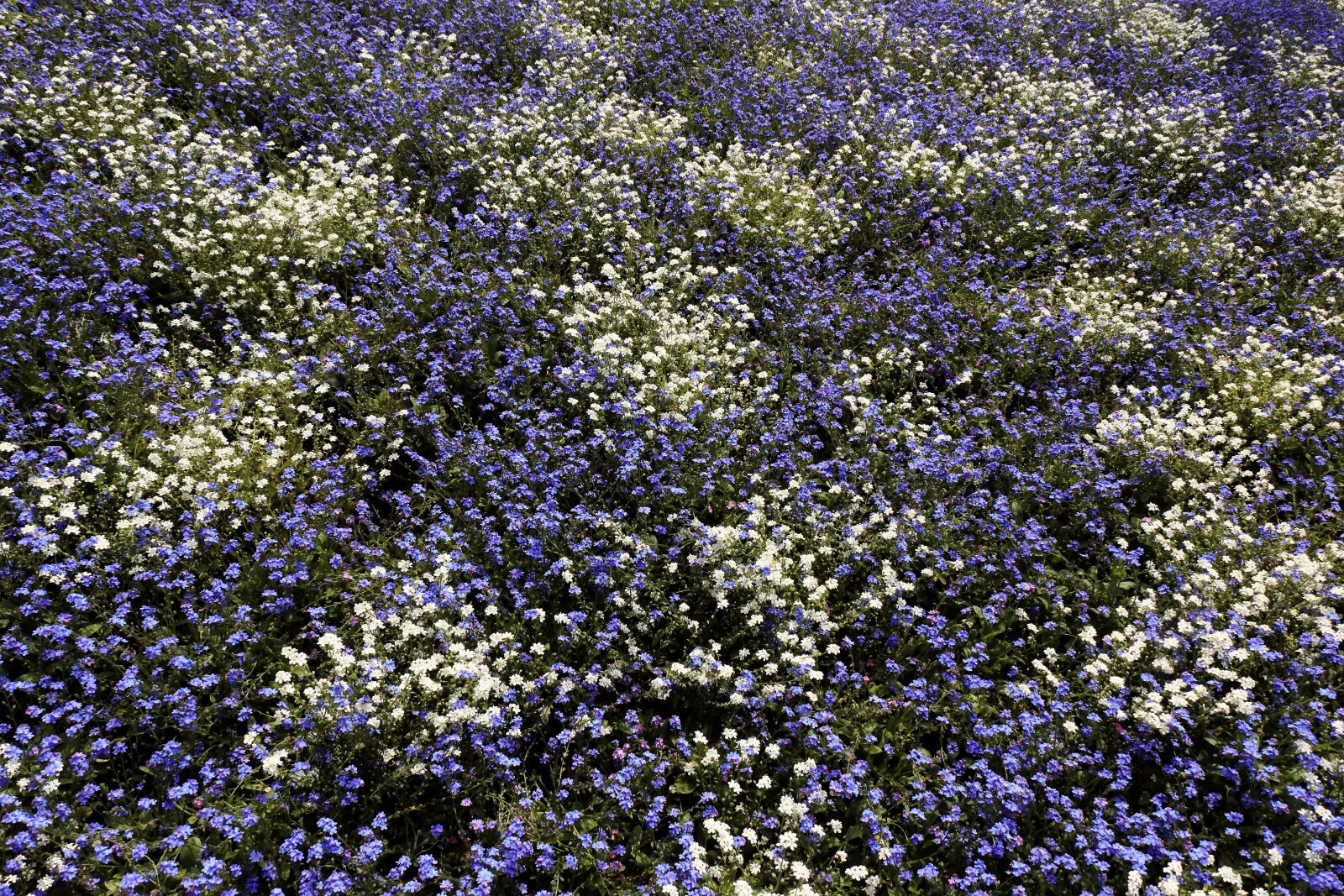 Canon EOS 750D (EOS Rebel T6i / EOS Kiss X8i) sample photo. Ground cover, purple, flower photography