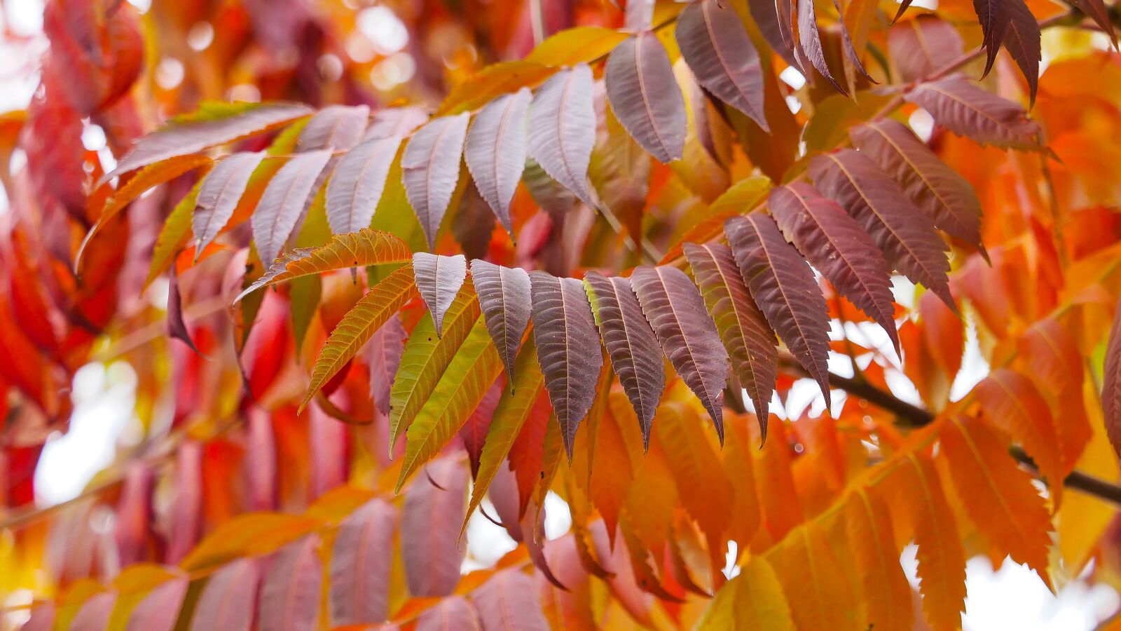 Olympus OM-D E-M1 + Olympus M.Zuiko Digital ED 40-150mm F2.8 Pro sample photo. Sumac leaves, staghorn, red photography