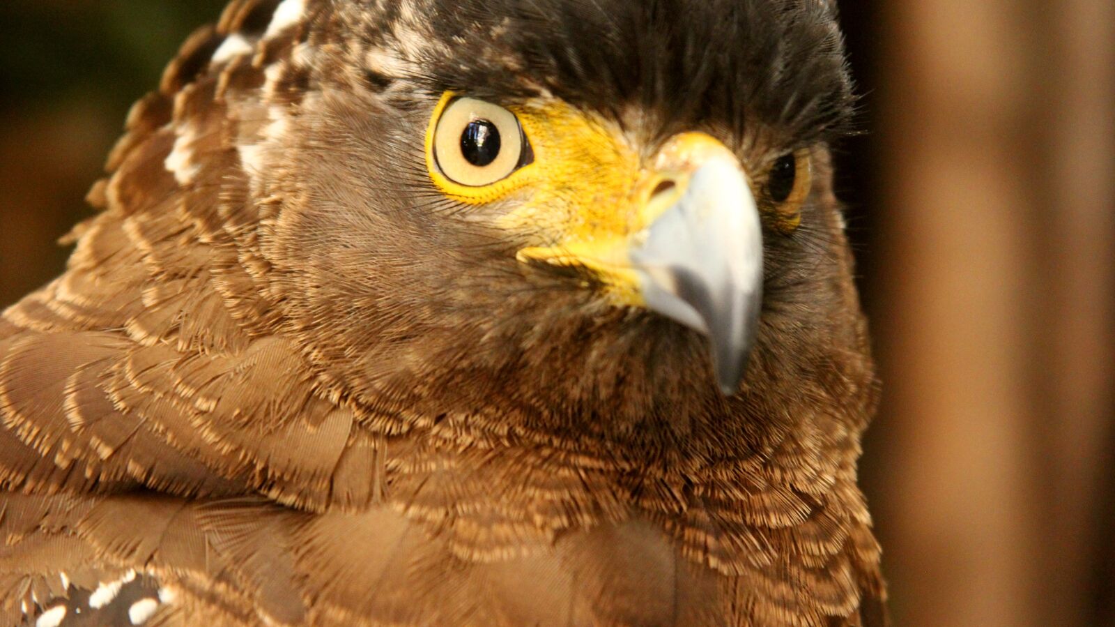 Canon EF 28-135mm F3.5-5.6 IS USM sample photo. Bird, wildlife, nature photography