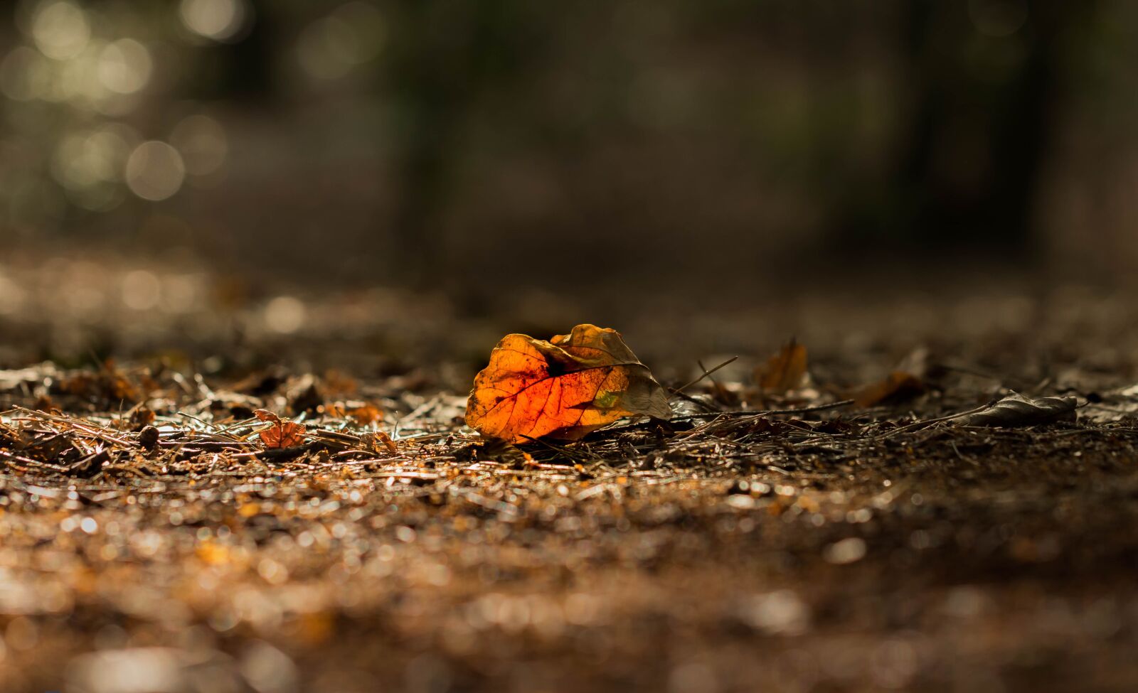 Canon EF 100mm F2.8L Macro IS USM sample photo. Autumn, sheet, color photography