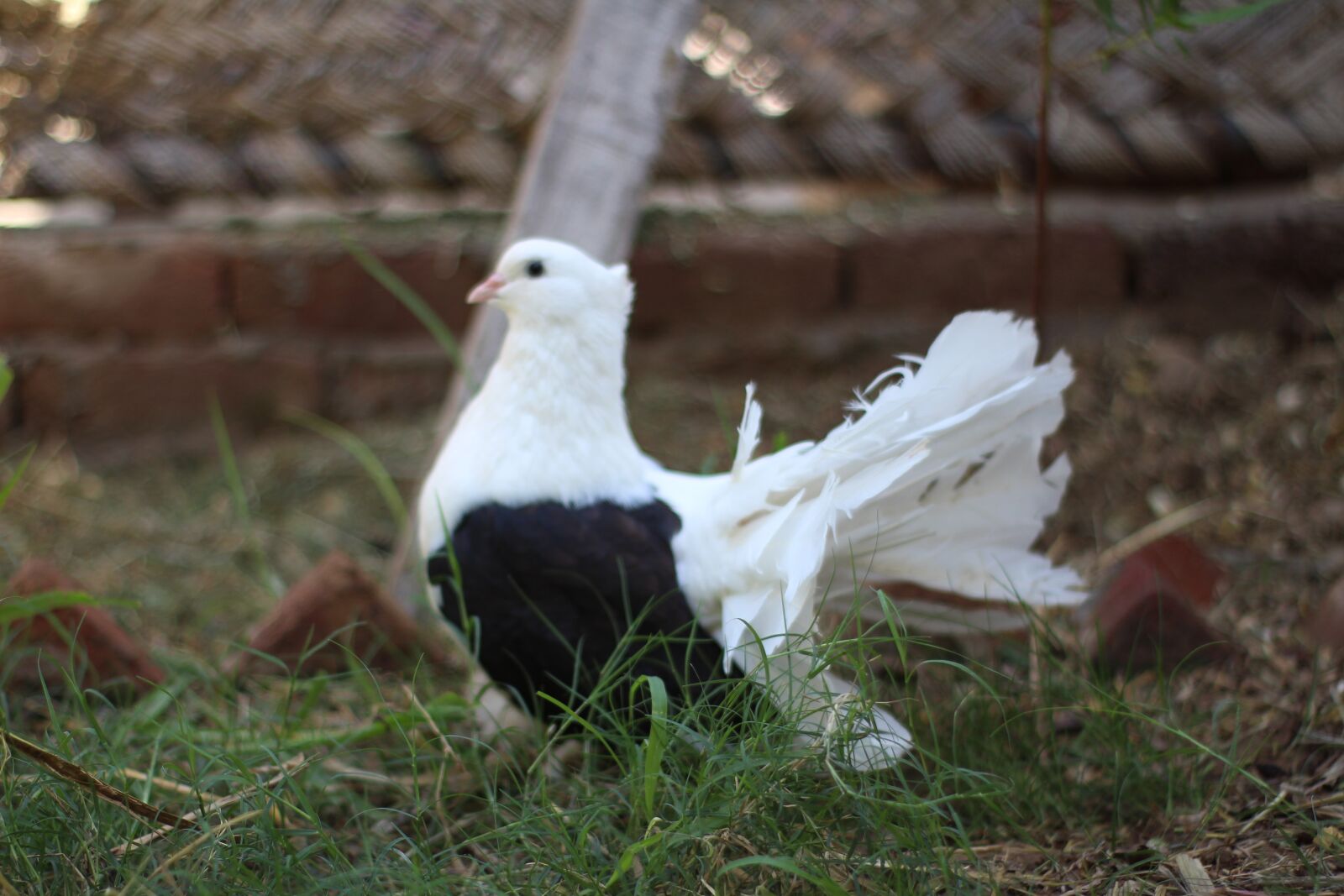 Canon EOS 700D (EOS Rebel T5i / EOS Kiss X7i) sample photo. Bird, pigeons, nature photography