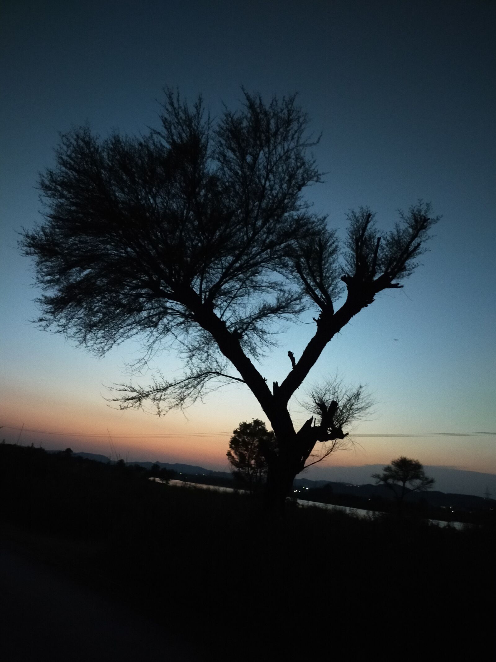 OPPO A9 2020 sample photo. Evening view, black tree photography