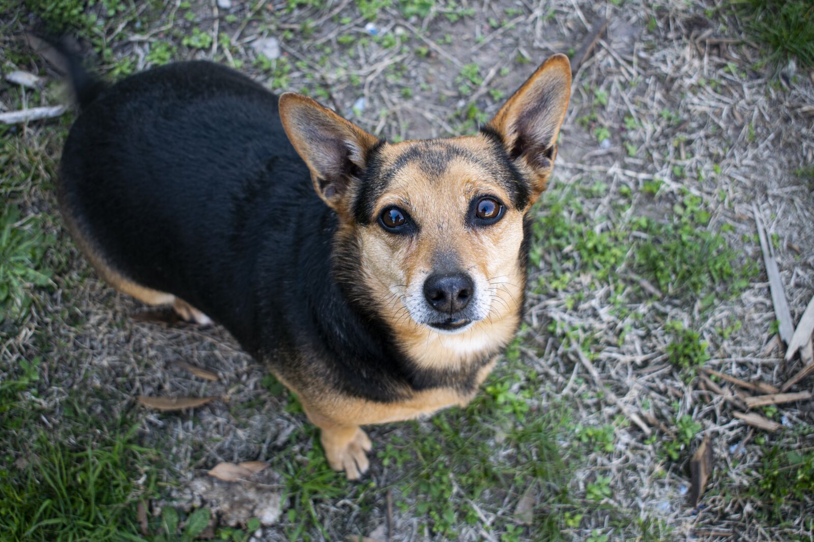 Nikon D5300 sample photo. Dog, canine, pet photography