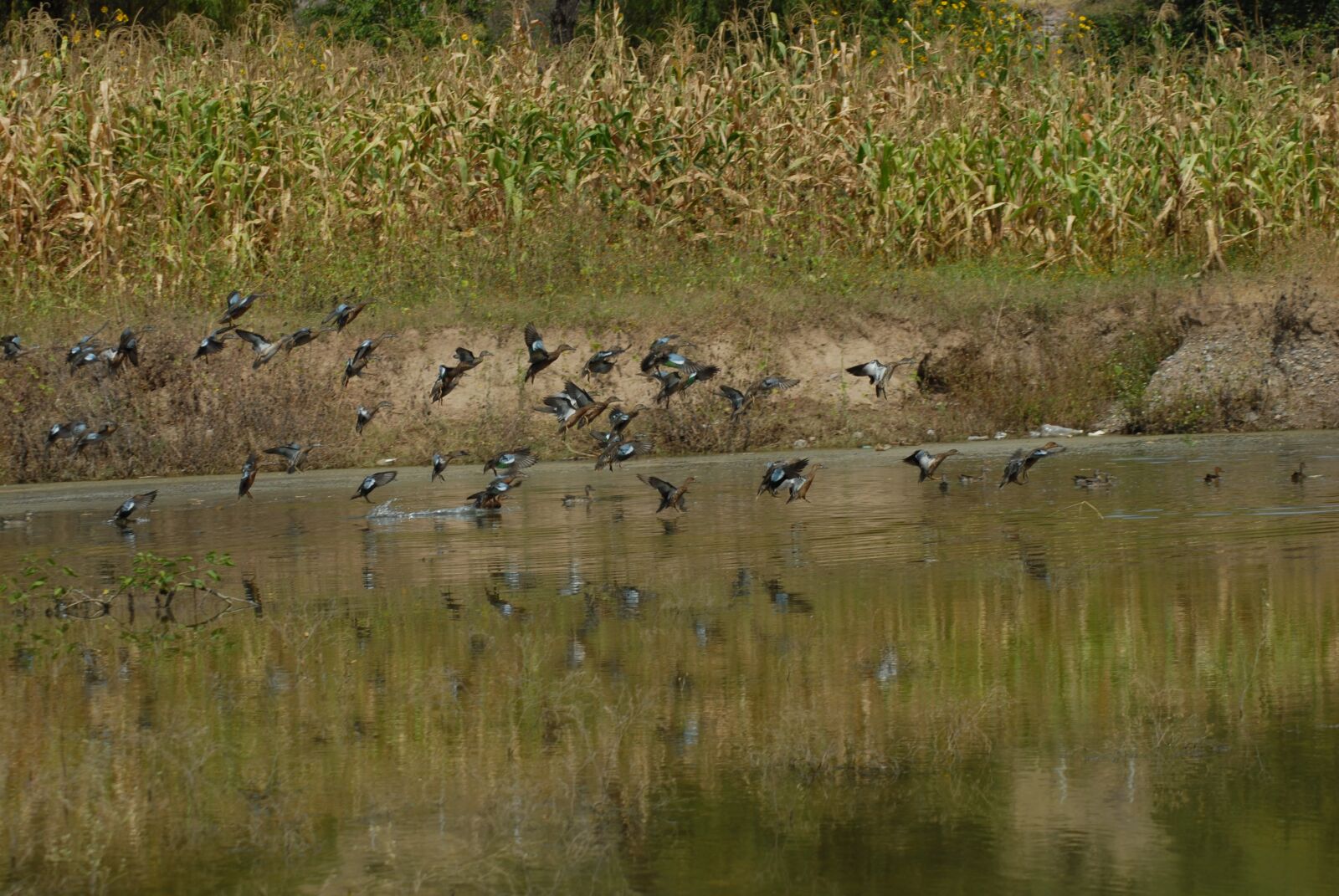 Nikon D200 sample photo. Ducks, ave, waterfowl photography