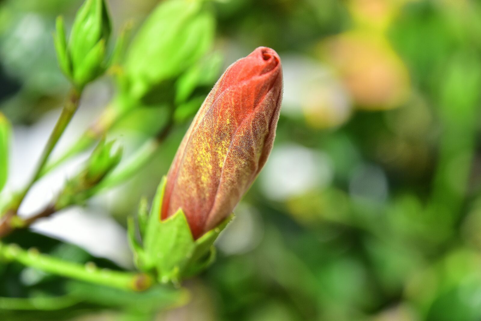 Nikon D7200 sample photo. Flower, garden, plant photography
