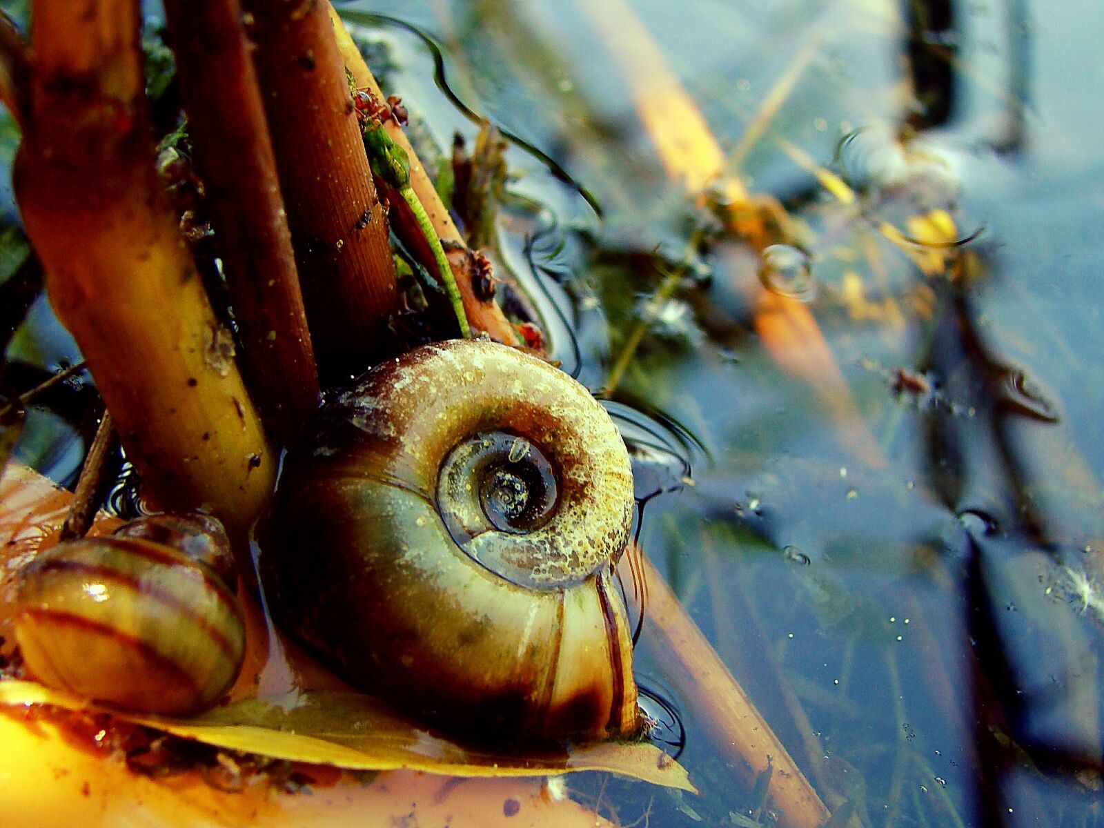 Sony DSC-H9 sample photo. Lake, seashells, water photography