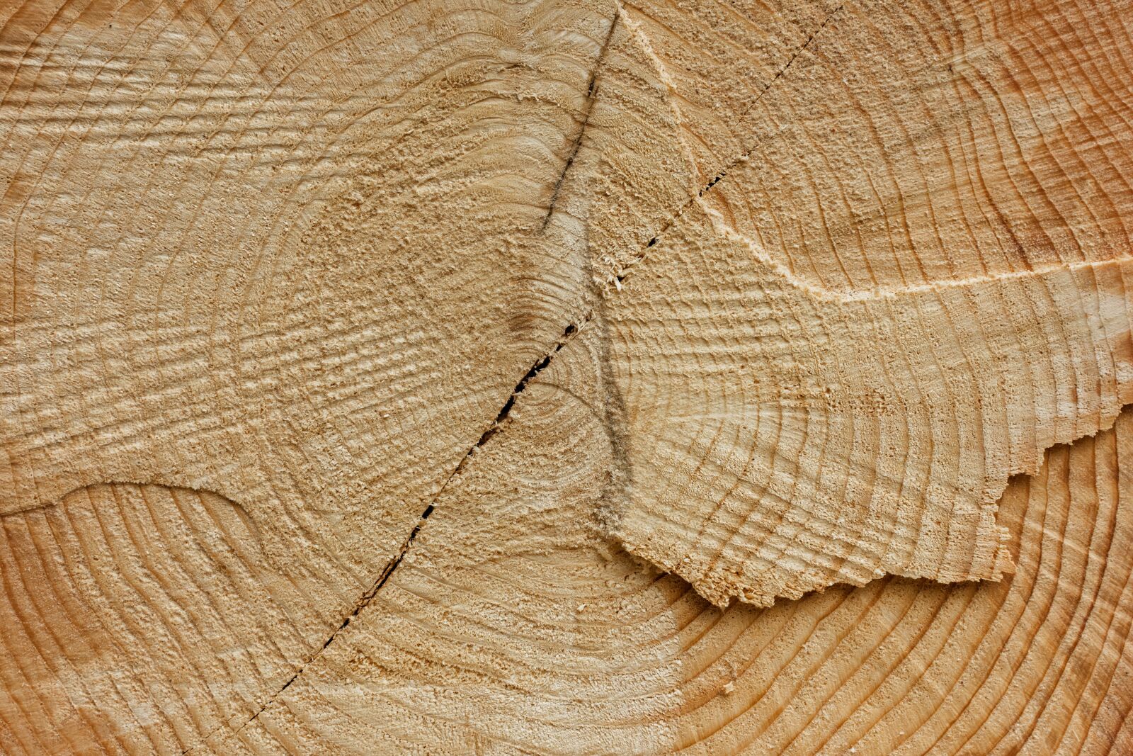 Nikon D7200 sample photo. Log, wood, structure photography