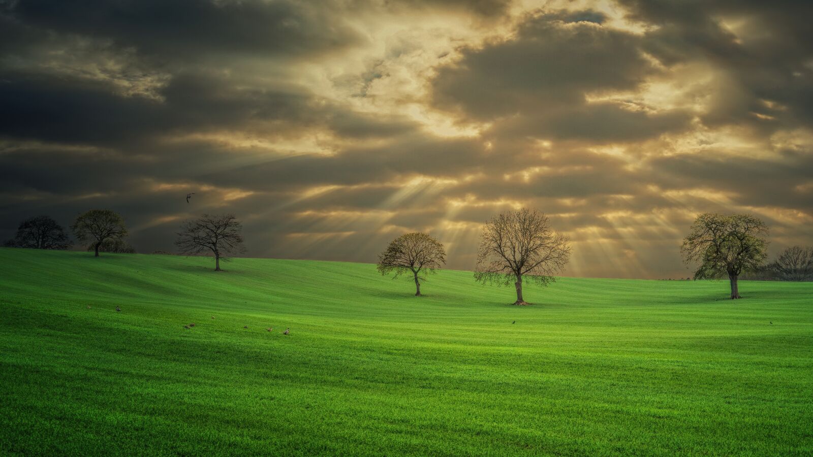 Sony a7 II + Sony FE 24-240mm F3.5-6.3 OSS sample photo. Meadow, trees, clouds photography