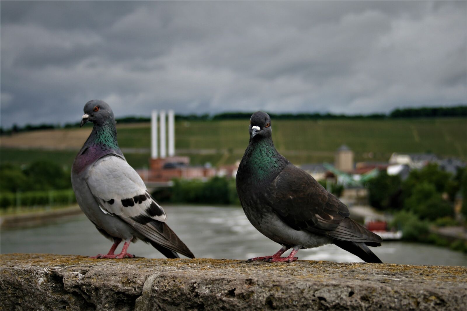 Canon EOS 400D (EOS Digital Rebel XTi / EOS Kiss Digital X) sample photo. Pigeons, birds, bird pigeon photography