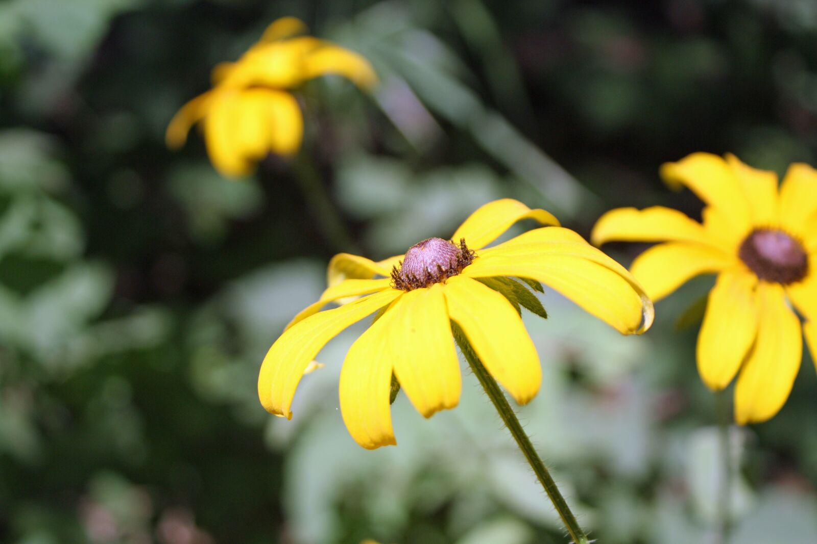Canon EOS 450D (EOS Rebel XSi / EOS Kiss X2) sample photo. Yellow flower, flower, black-eyed photography