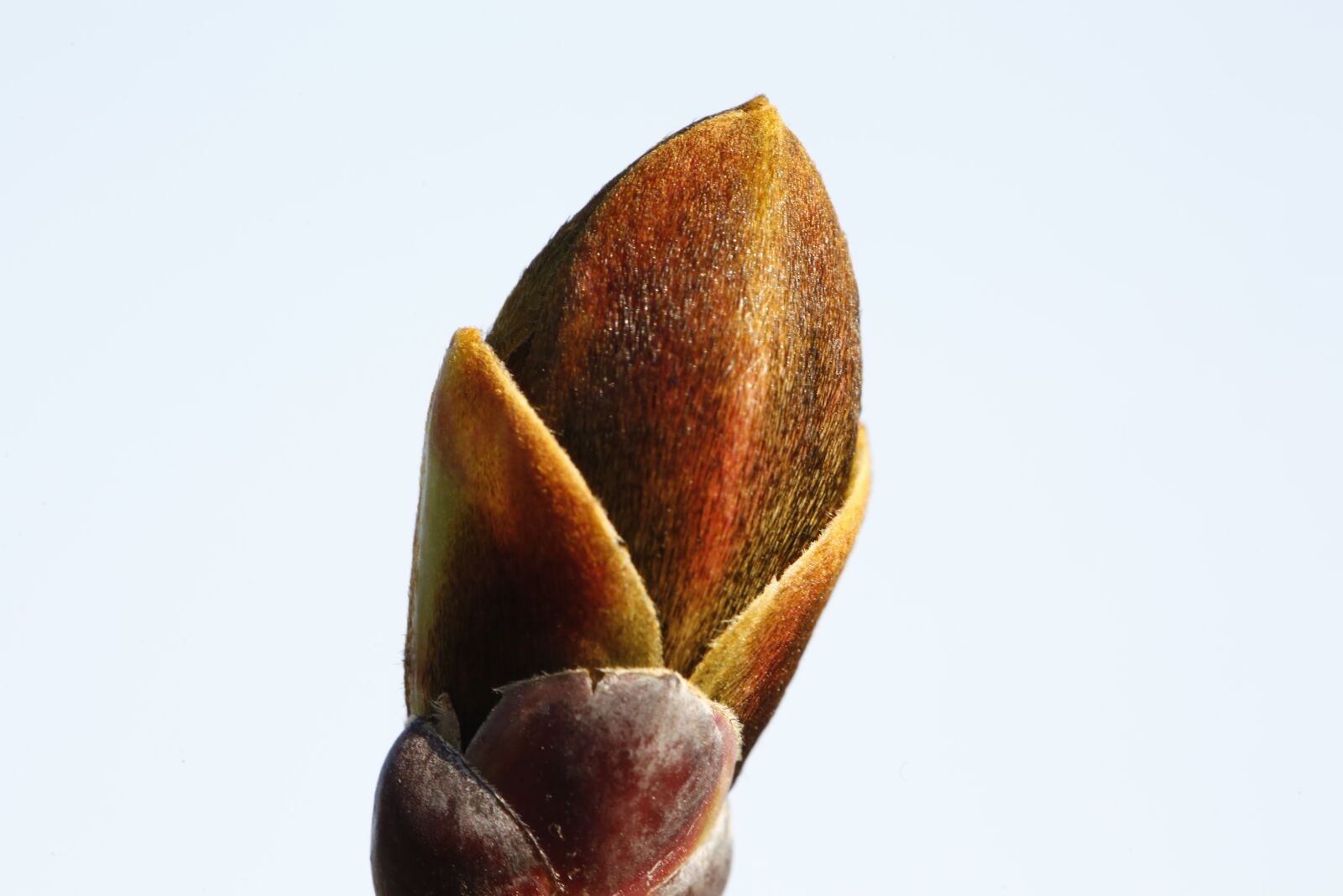 Canon EF 100mm F2.8L Macro IS USM sample photo. Spring, plant, engine photography