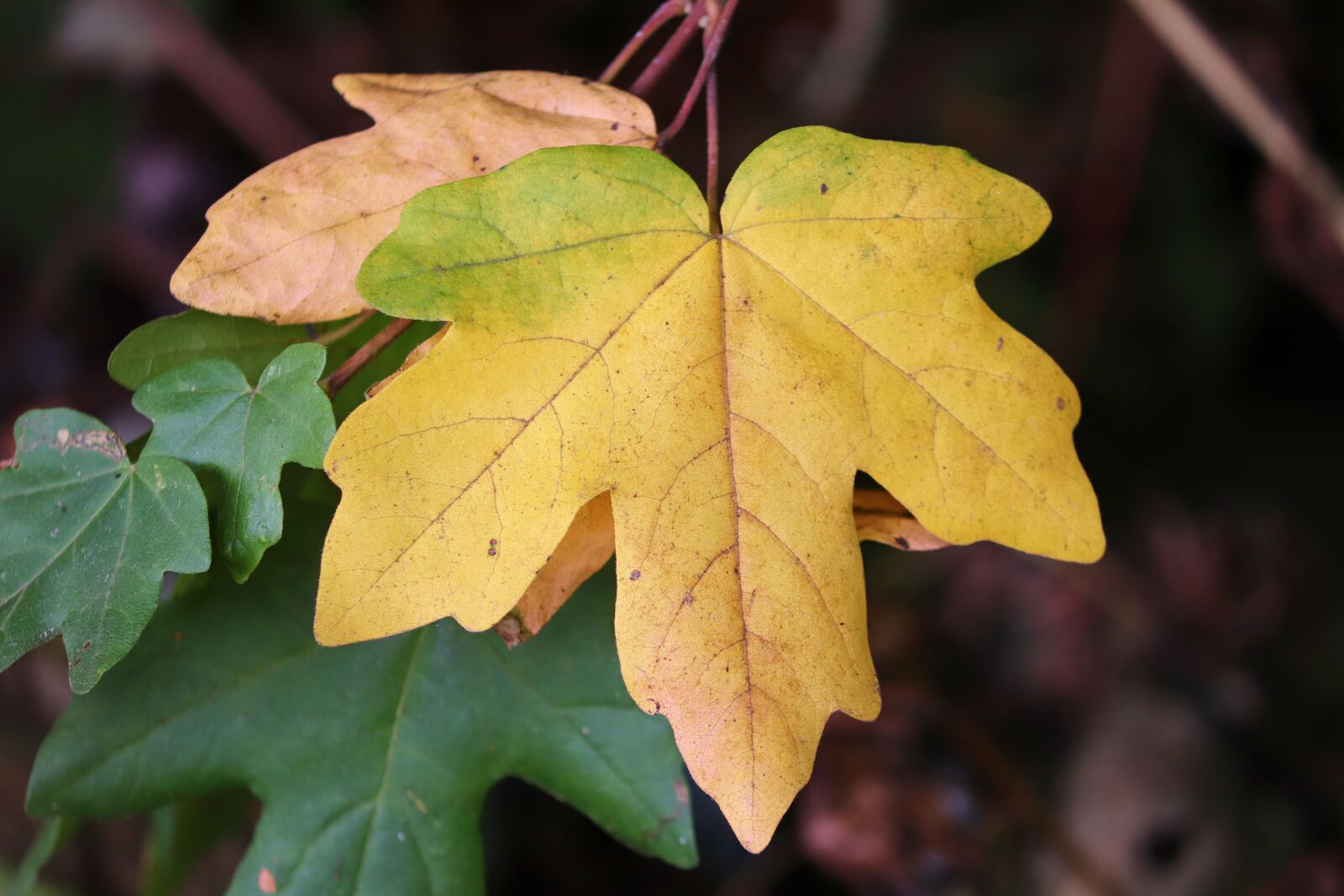 Canon EOS 200D (EOS Rebel SL2 / EOS Kiss X9) sample photo. Fall foliage, leaves, stains photography