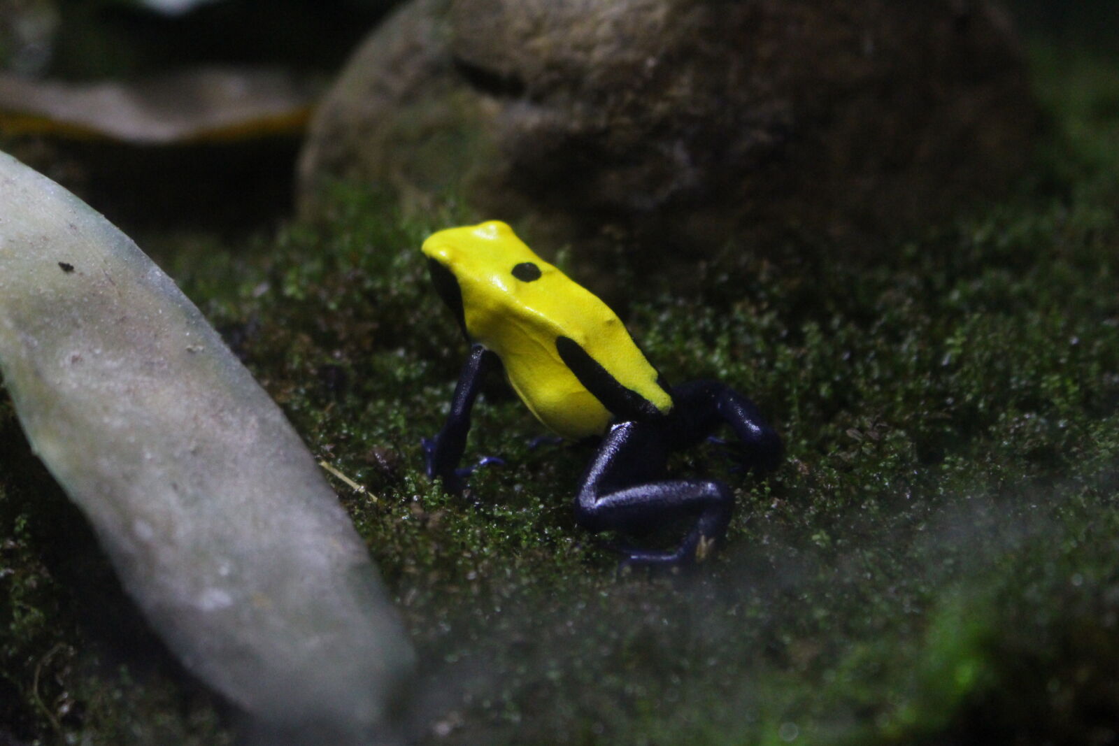 Canon EOS 700D (EOS Rebel T5i / EOS Kiss X7i) sample photo. Colorful, frog, poisonous photography