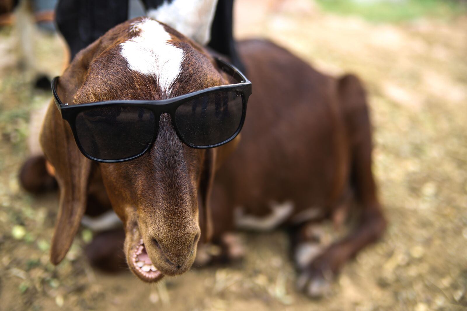 Canon EOS 6D Mark II sample photo. Goat, funny, animal photography