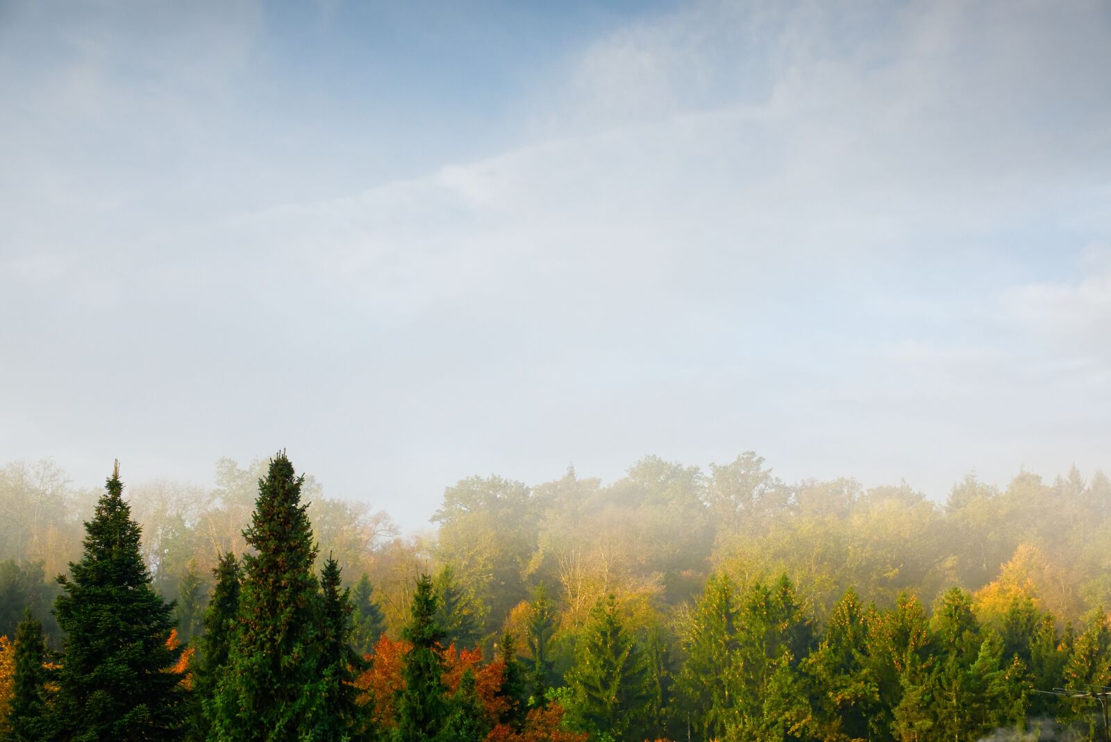 Sony Cyber-shot DSC-RX10 III sample photo. Forest, fog, nature photography