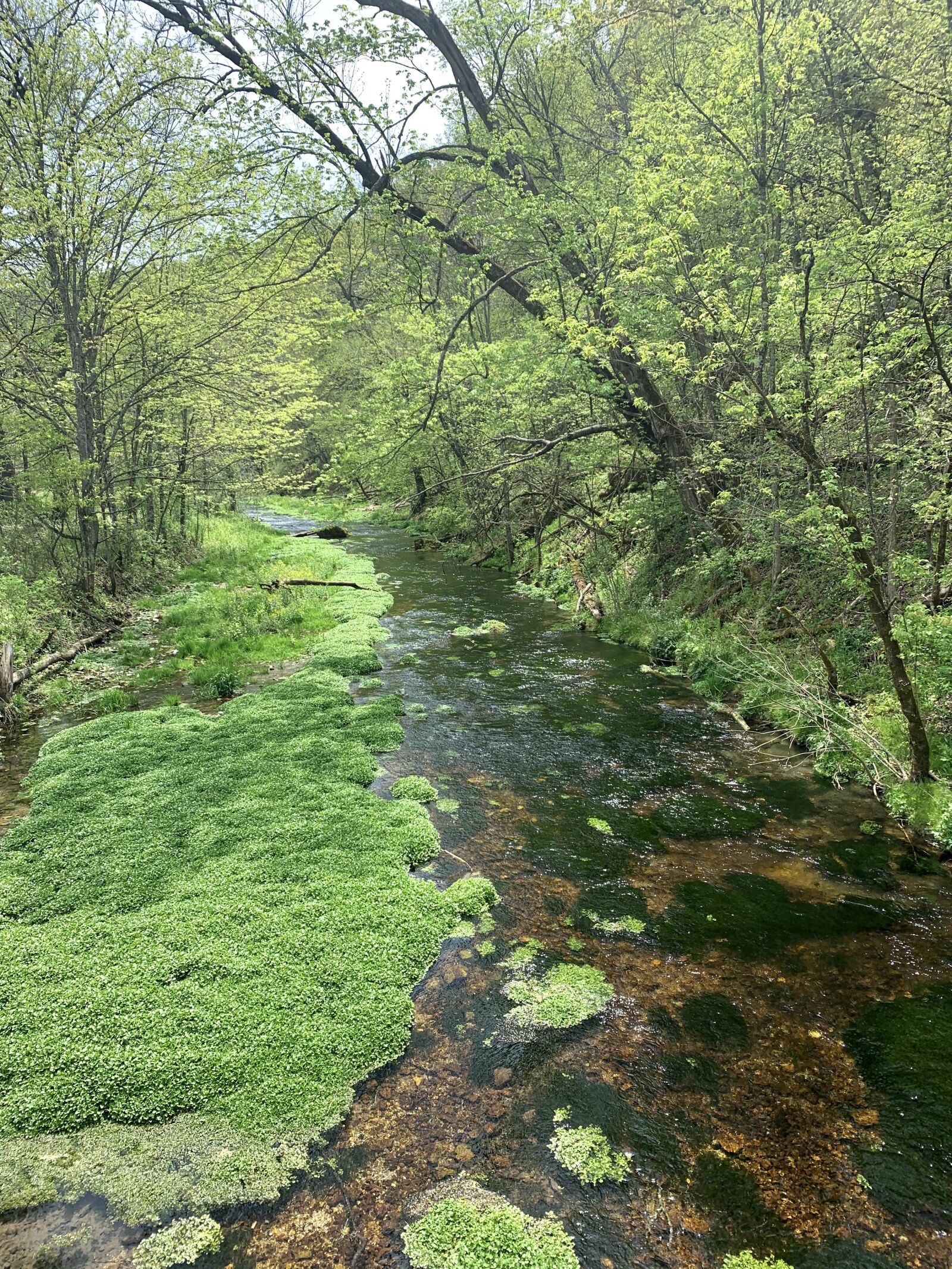 Apple iPhone XR sample photo. Forest, streams, moss photography