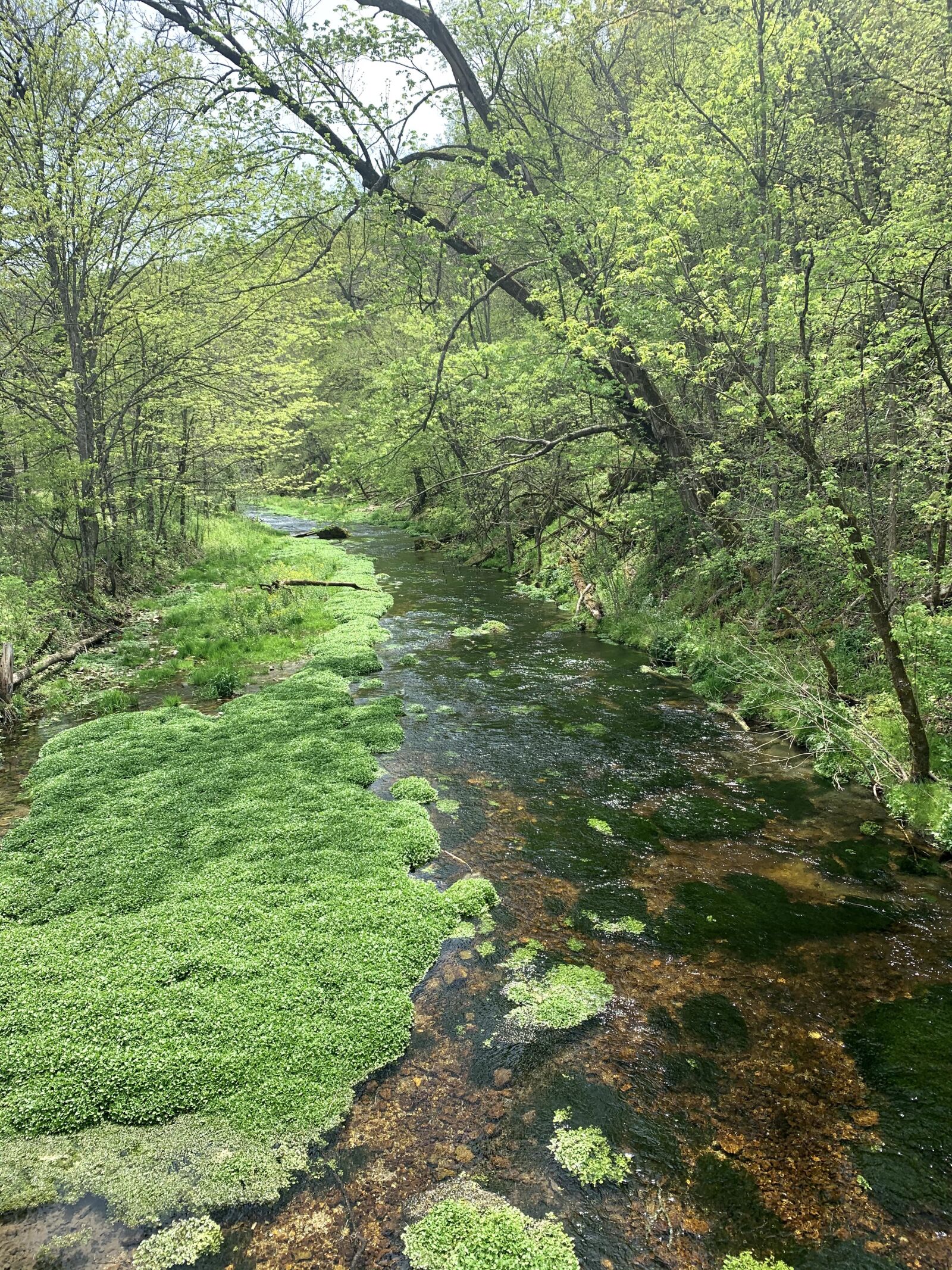 iPhone XR back camera 4.25mm f/1.8 sample photo. Forest, streams, moss photography