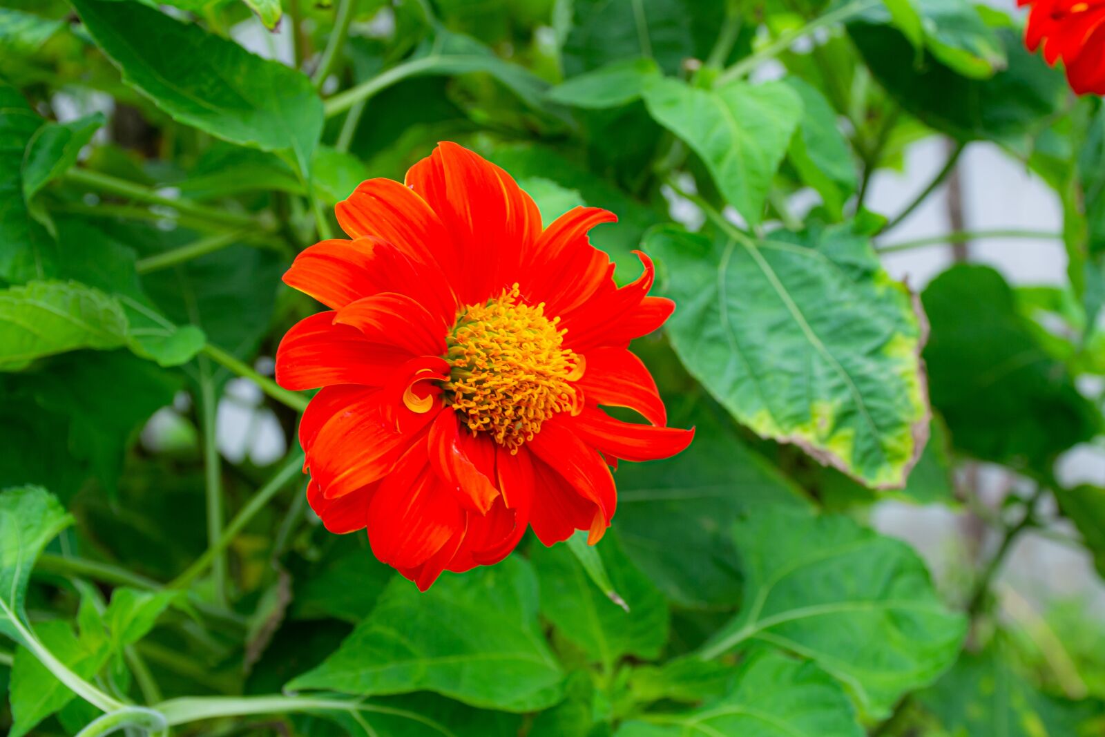 Nikon D3100 sample photo. Macro, sunlight, flower garden photography