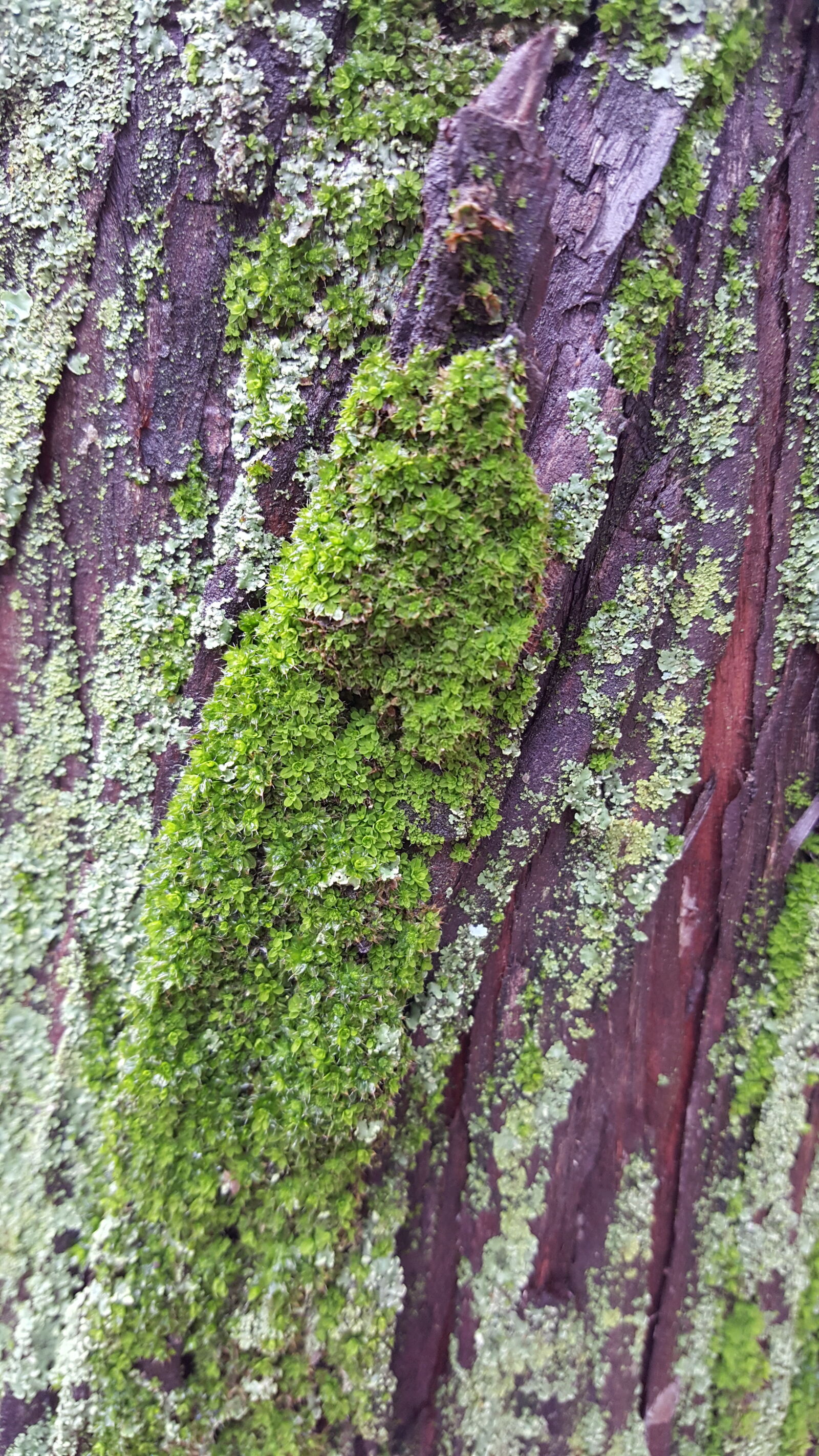 Samsung Galaxy S6 sample photo. Close, up, view, moss photography