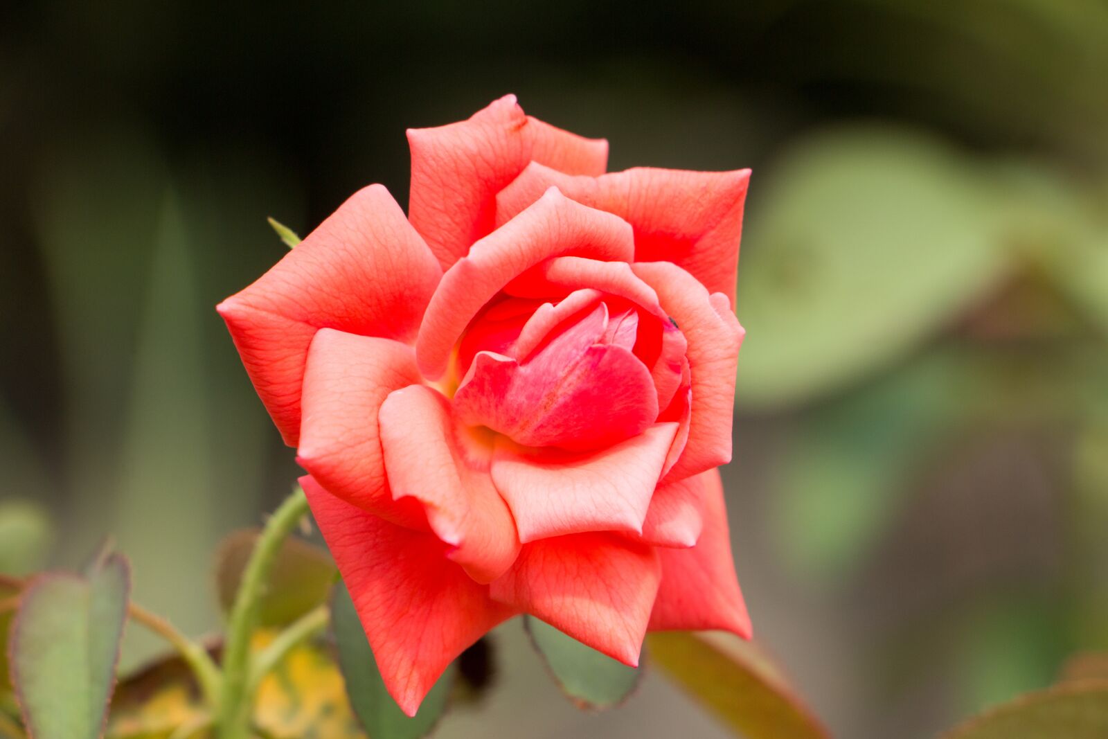 Canon EOS 70D sample photo. Red rose, rose, flower photography