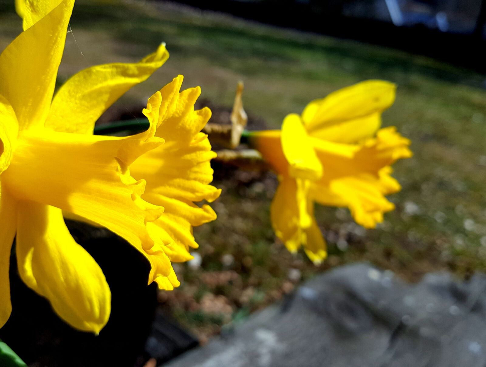 Samsung Galaxy S6 sample photo. Narcissus, yellow, easter photography