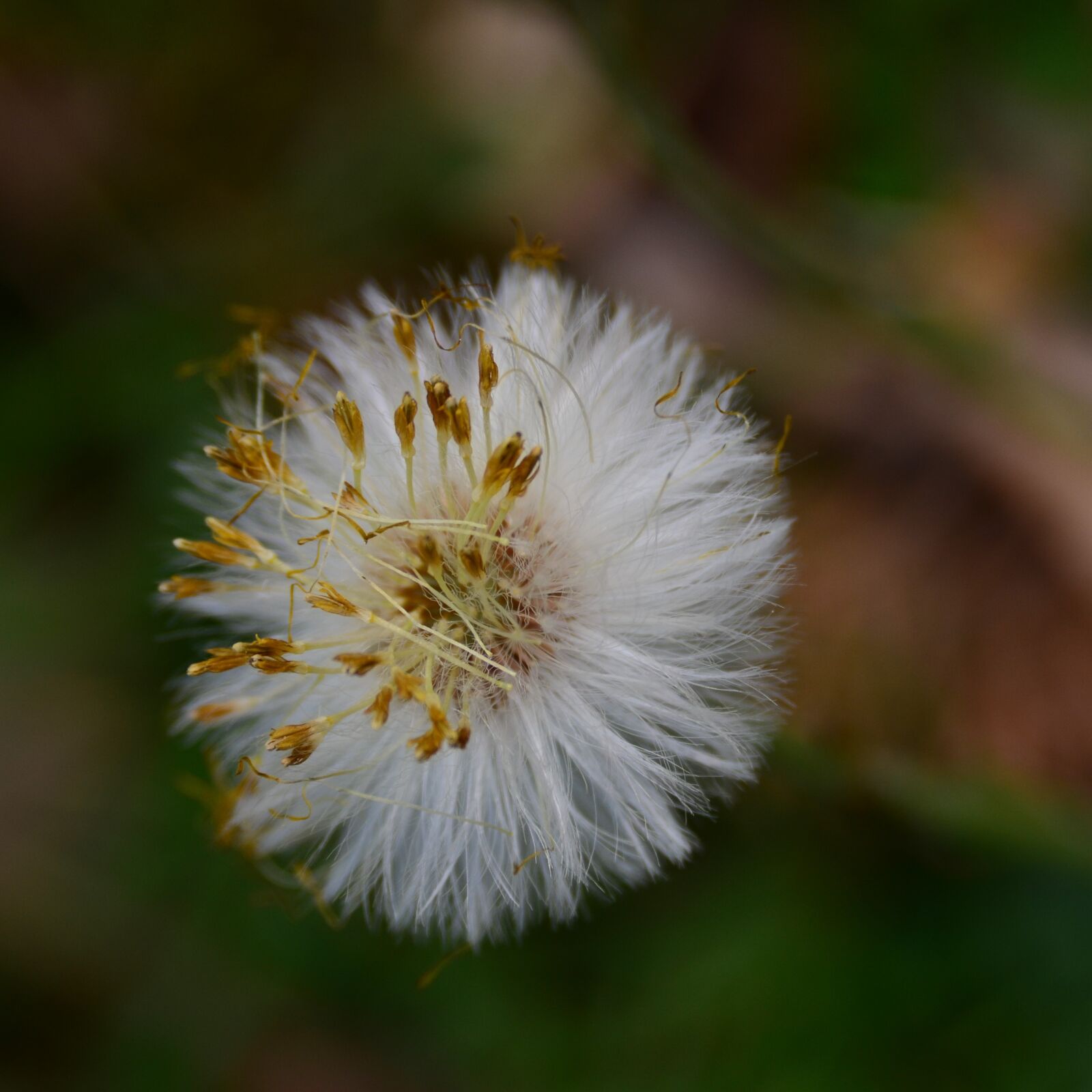Nikon D7000 sample photo. Tussilago farfara, seeds was photography