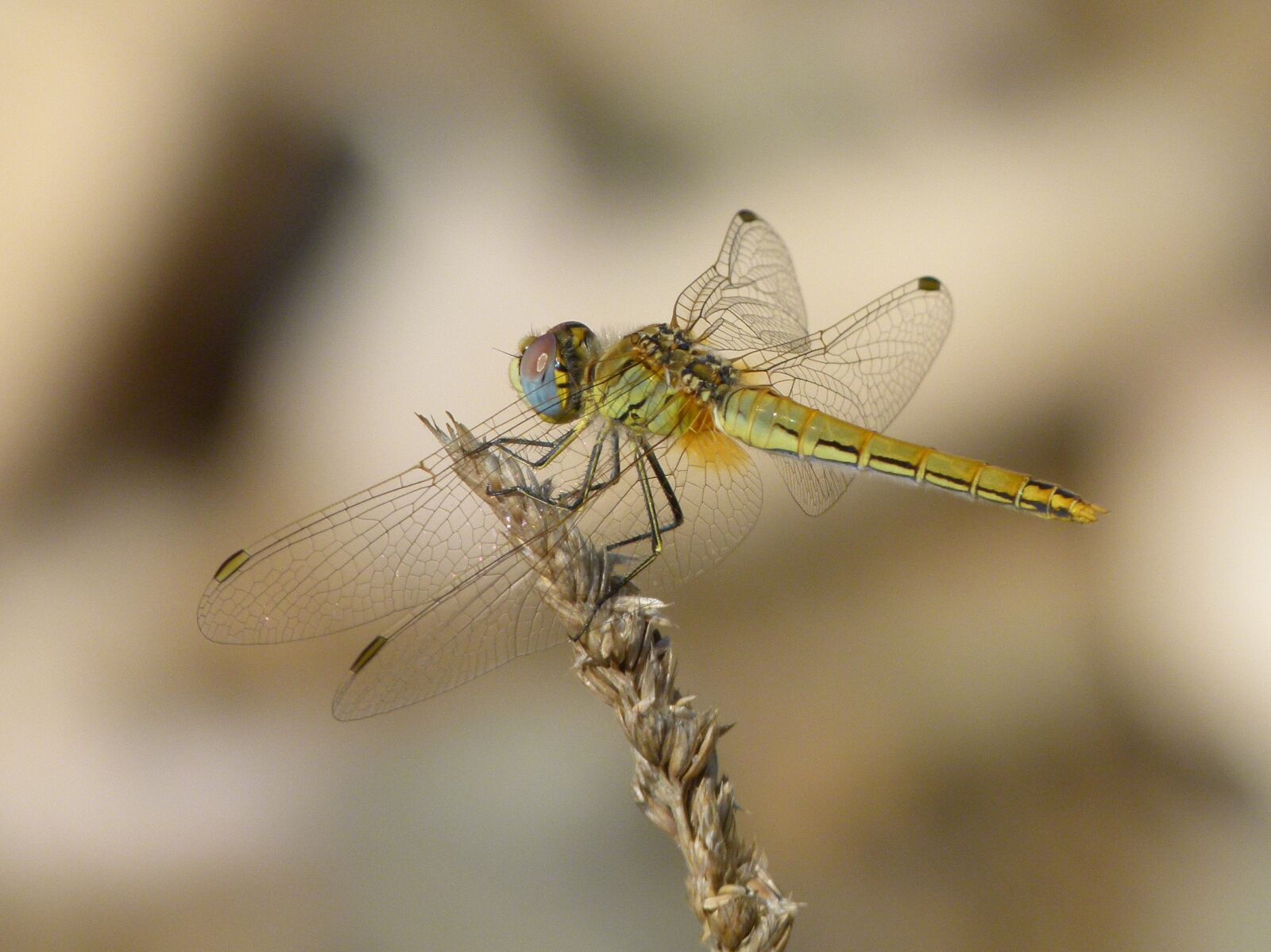 Leica V-Lux 2 sample photo. Dragonfly marilla, dried plant photography