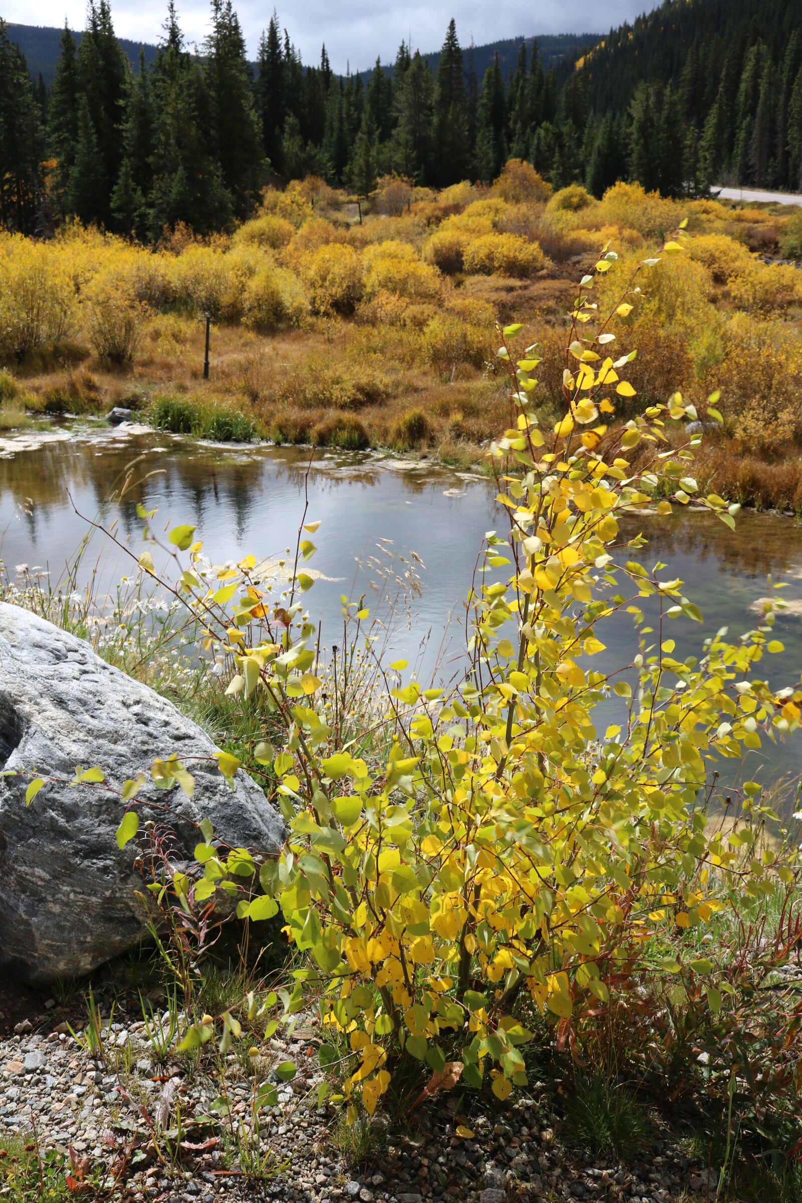 Canon EOS 750D (EOS Rebel T6i / EOS Kiss X8i) sample photo. Autumn, fall, bush photography
