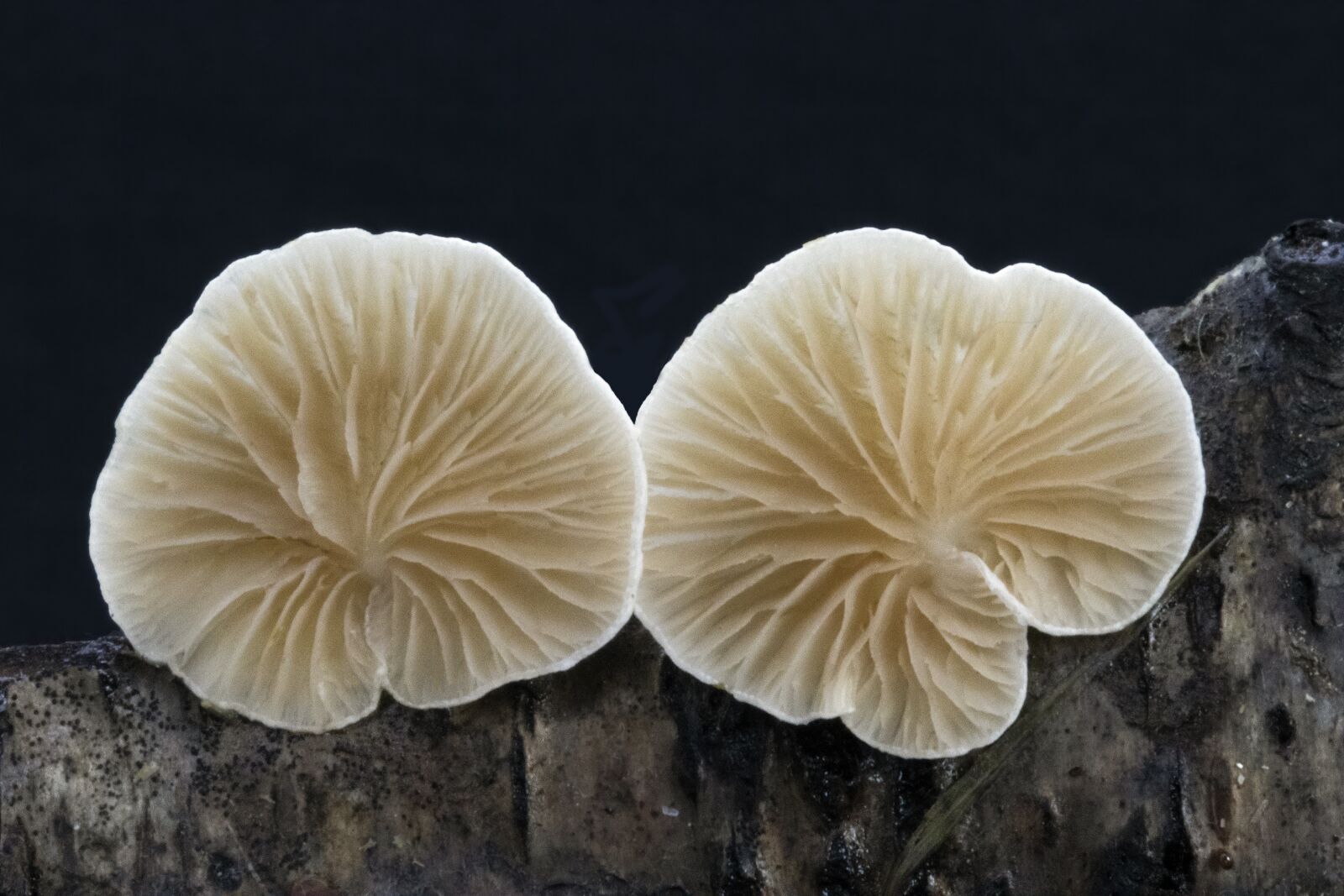 Canon EOS 800D (EOS Rebel T7i / EOS Kiss X9i) sample photo. Fungi, mushrooms, twig photography