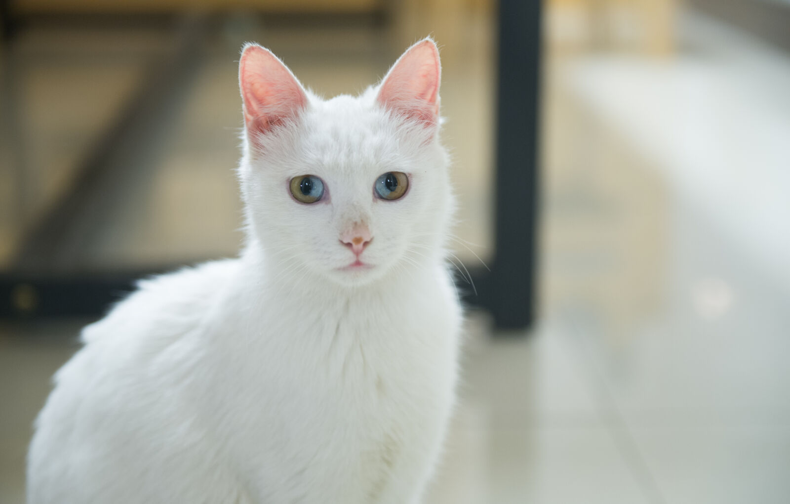Nikon AF-S Nikkor 24-70mm F2.8G ED sample photo. Cats, different, color, pupil photography
