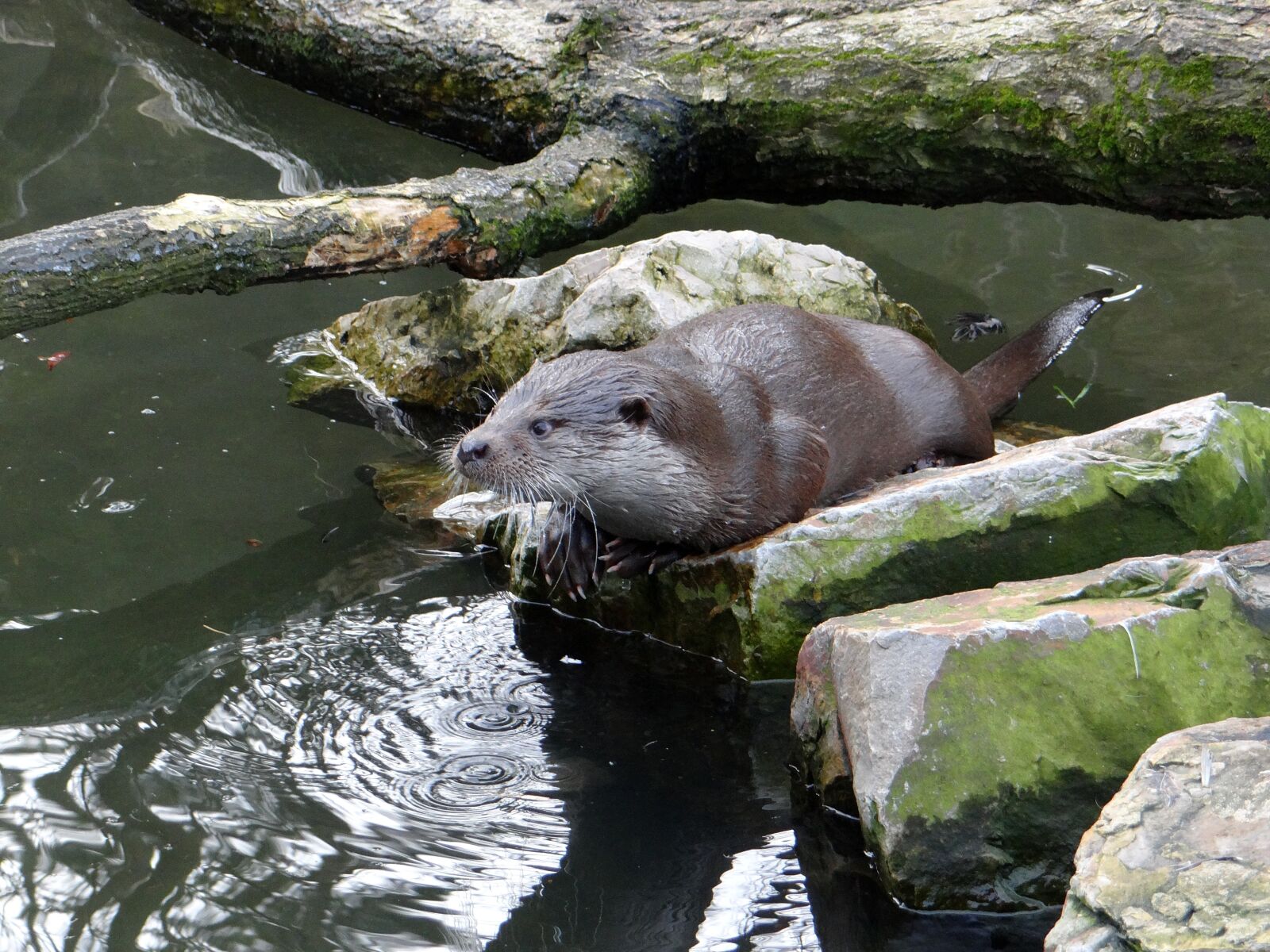 Sony DSC-HX200V sample photo. European otter, lutra lutra photography