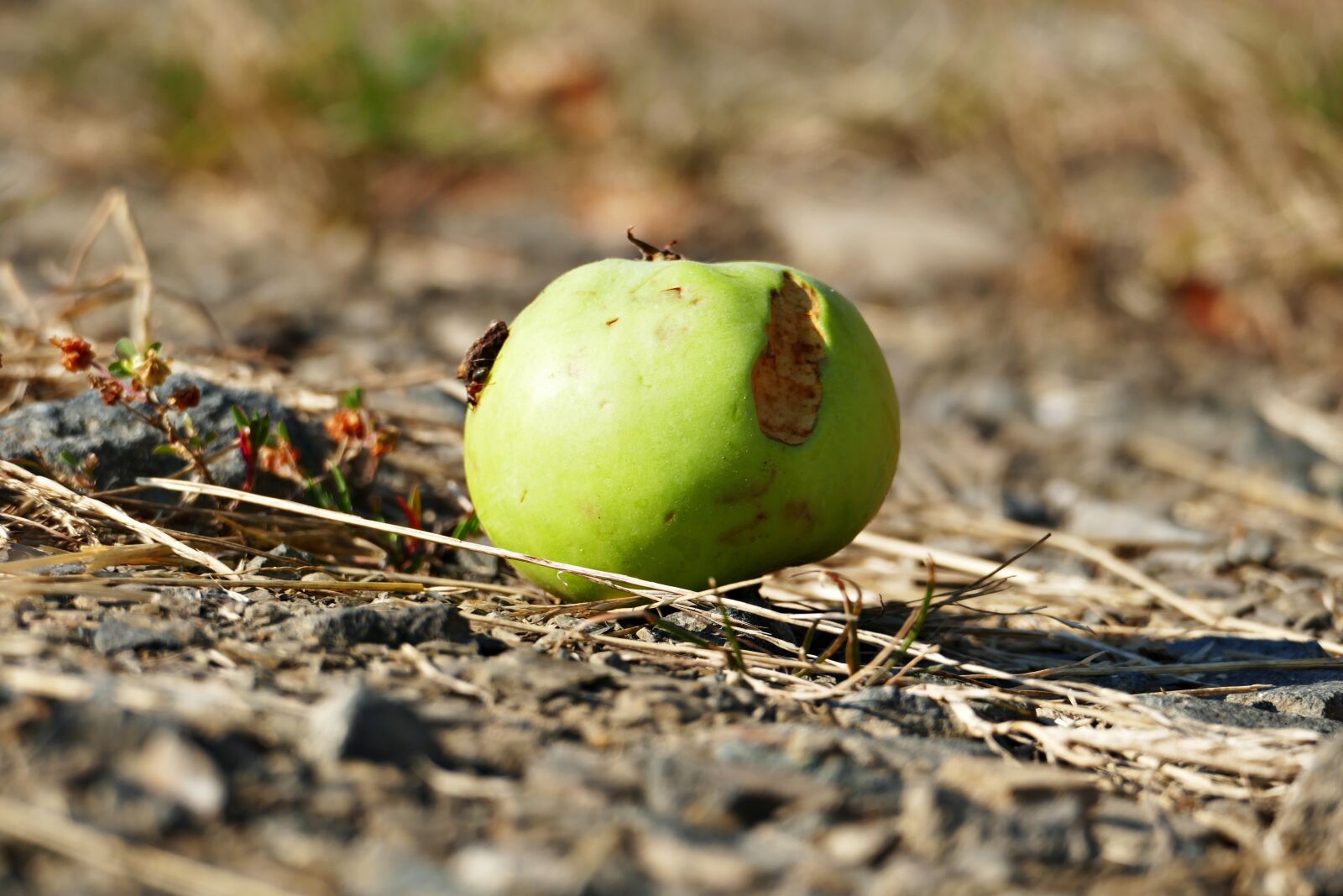 Panasonic Lumix DMC-FZ1000 sample photo. Apple, fruit, ground photography