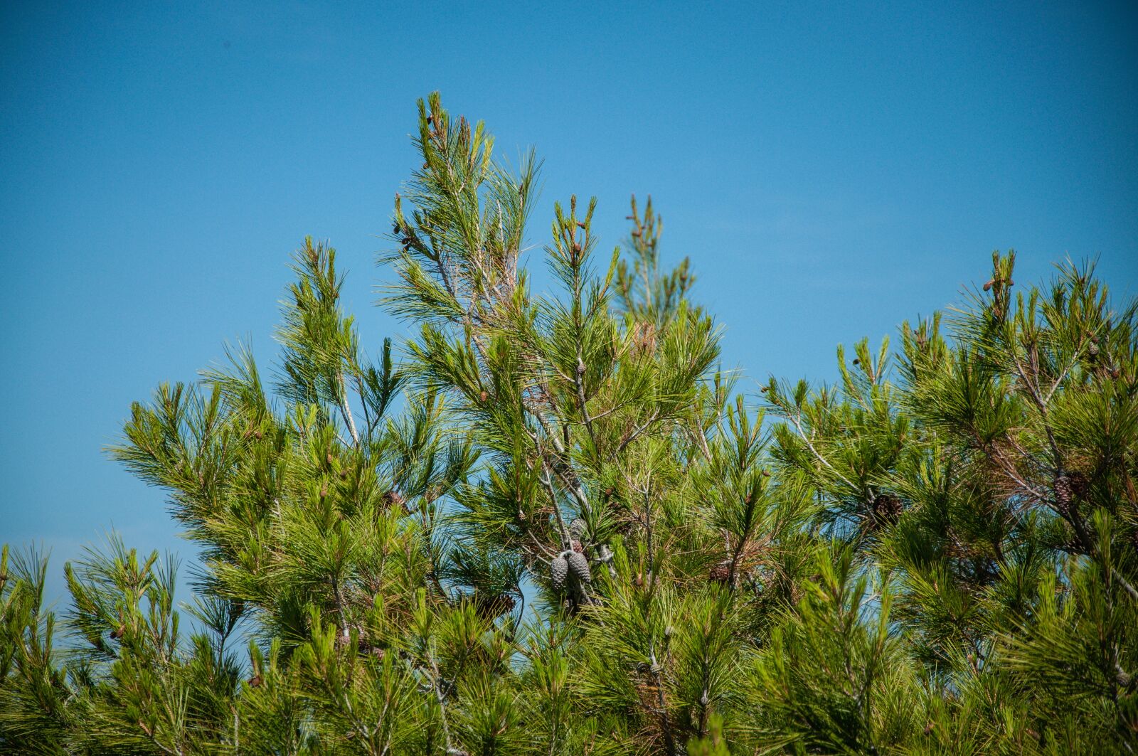 Nikon D90 sample photo. Tree, city, architecture photography