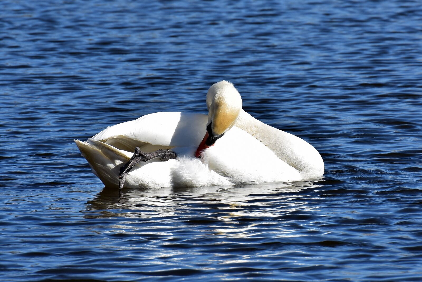 Nikon D7200 sample photo. Swan, noble, animal world photography