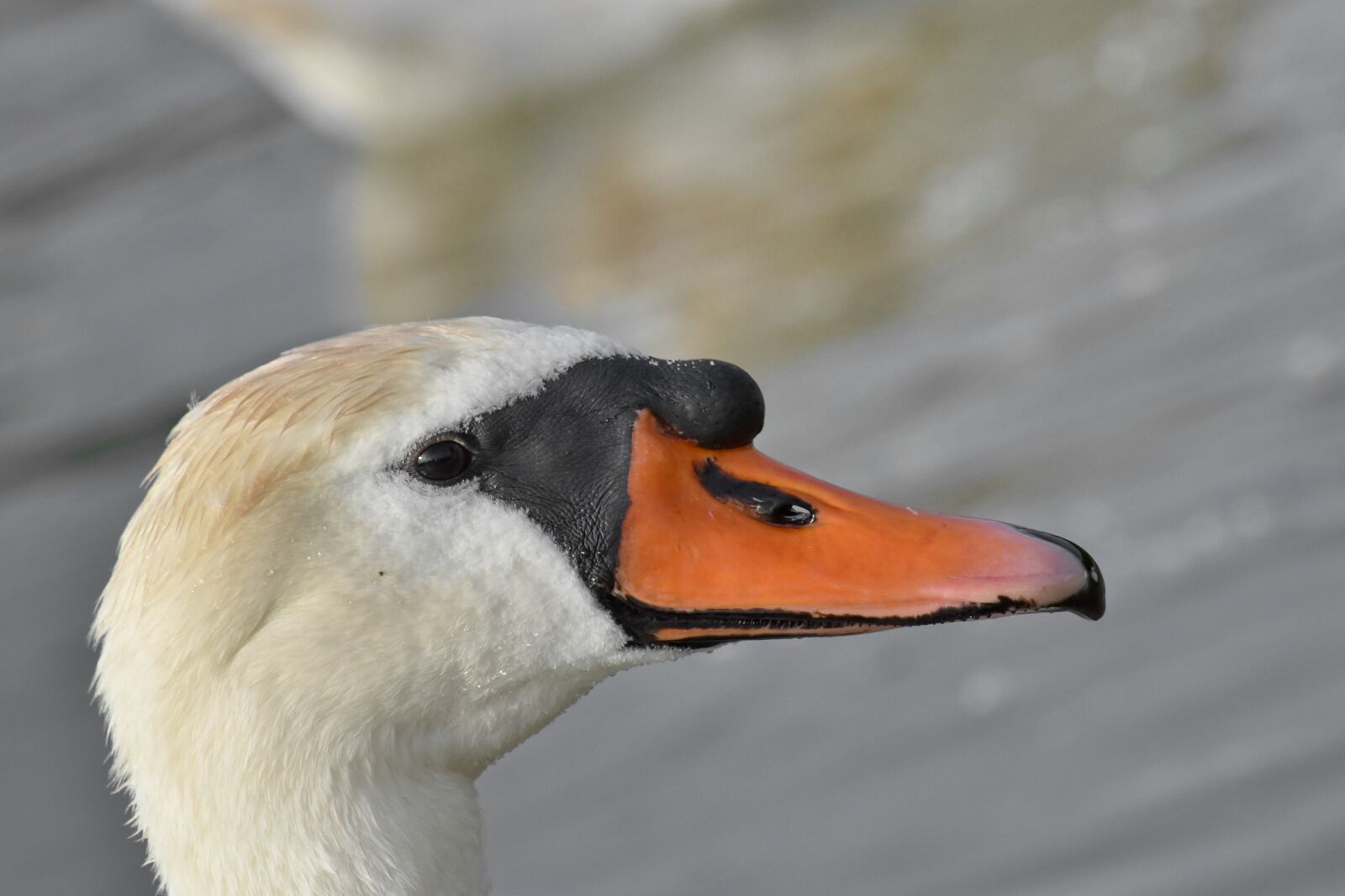 Nikon D5500 sample photo. Beautiful, swan, waterfowl, aquatic photography