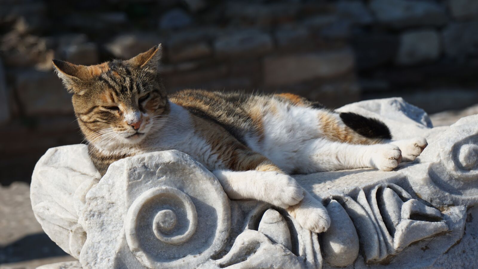 Sony a6000 + Sony Vario-Tessar T* E 16-70mm F4 ZA OSS sample photo. Hilt, turkey, cat photography