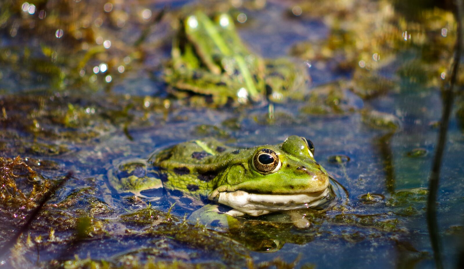 Pentax K-S2 sample photo. Frog pond, green, rana photography