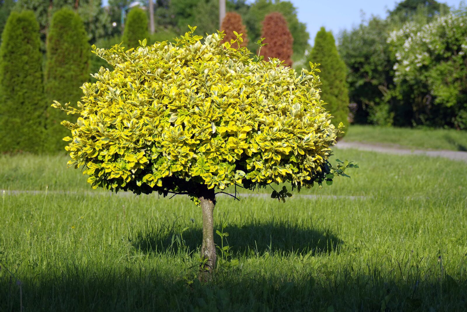 Pentax K-S2 sample photo. Tree, small tree, lone photography