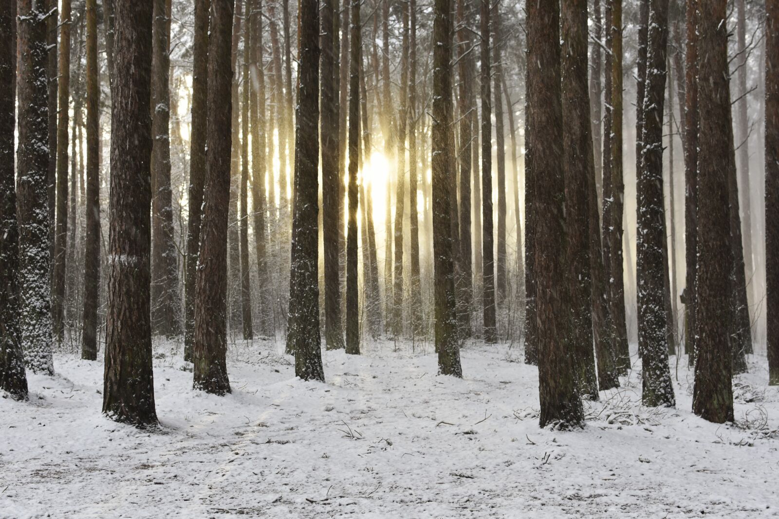 Nikon D7200 sample photo. Woodland, snow, winter photography