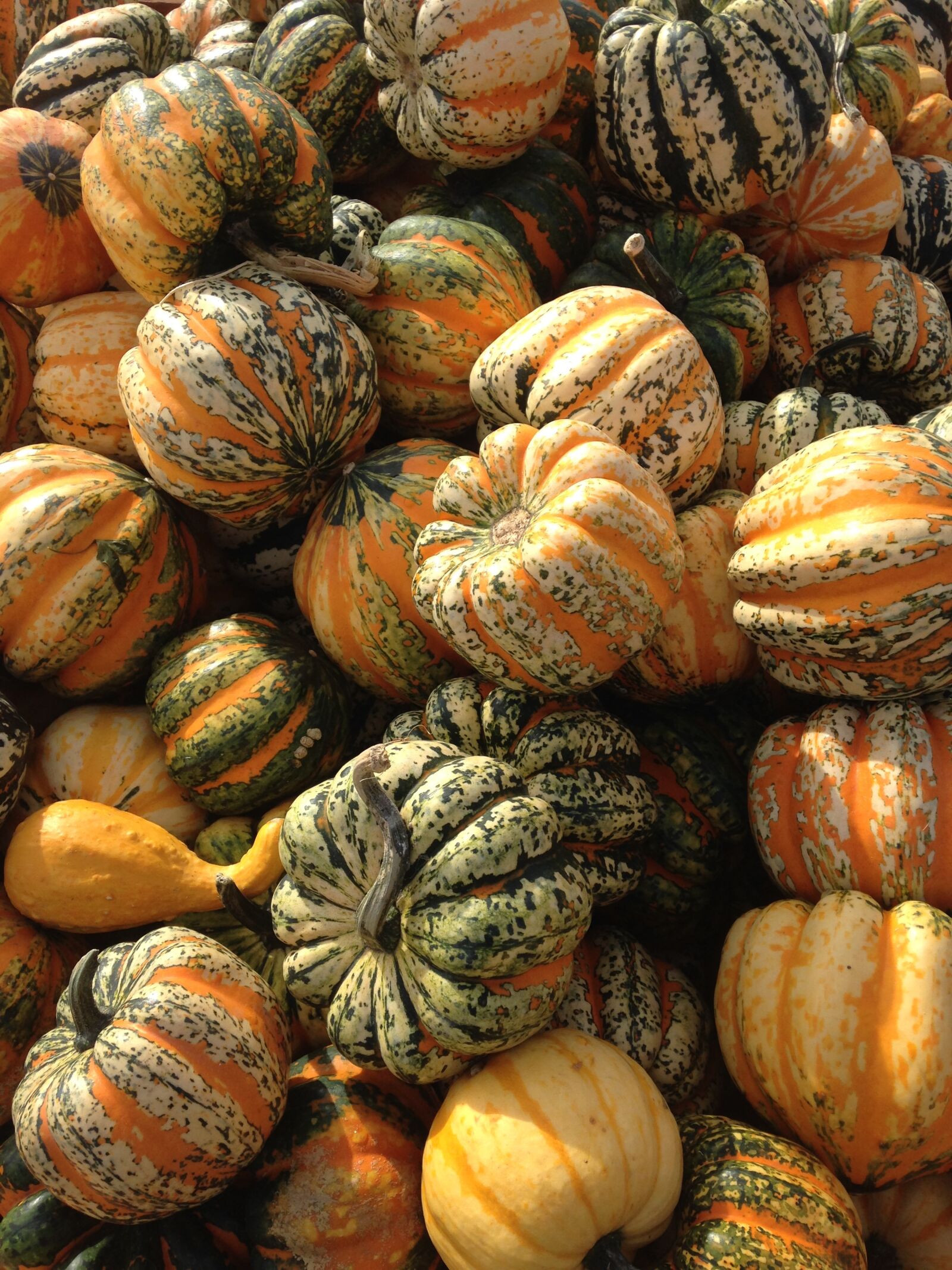 iPhone 5 back camera 4.12mm f/2.4 sample photo. Squash, fall, autumn photography
